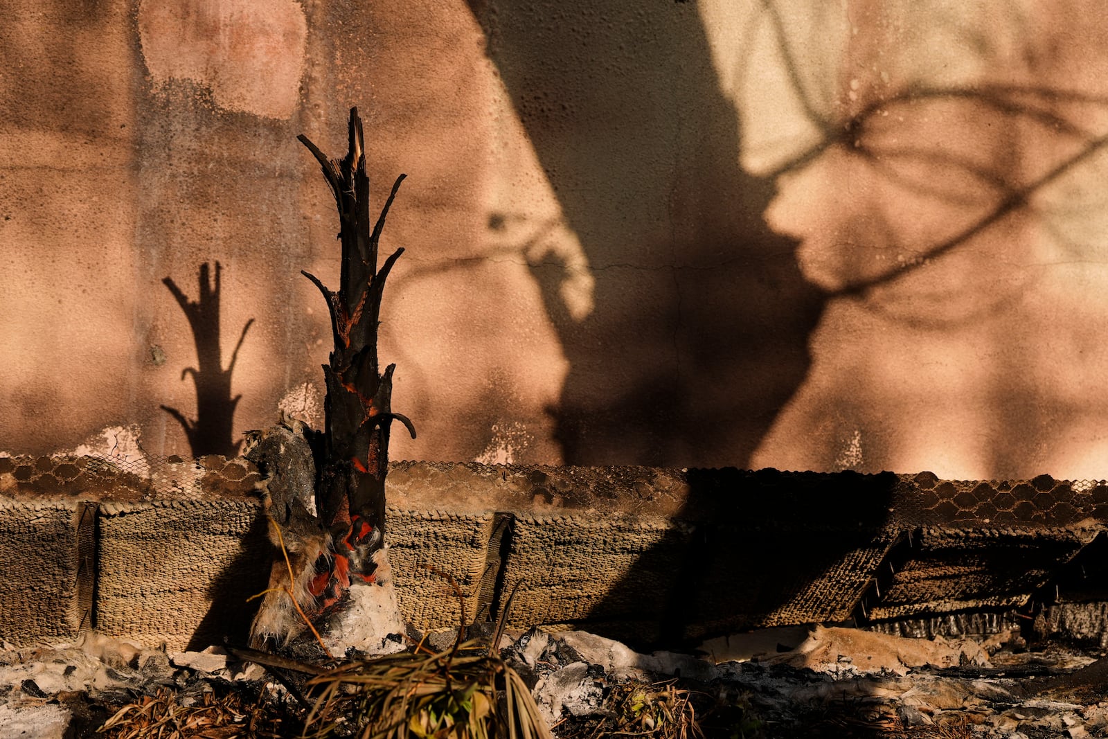 A burnt tree is seen outside an elementary school destroyed by the Eaton Fire, Thursday, Jan. 16, 2025, in Altadena, Calif. (AP Photo/Carolyn Kaster)