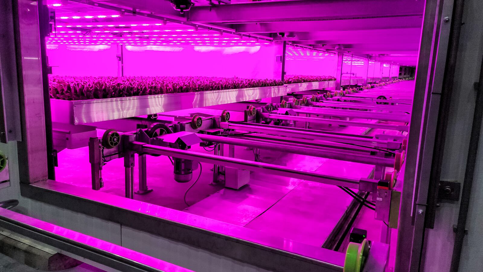 The new 80 Acres Farms, powered by Infinite Acres, held a ribbon cutting Wednesday, January 13, 2021 in Hamilton. The new $30-million-plus, 62,000-square-foot vertical farming building will be able to ”grow more than 10-million healthy servings of fresh food each and every year," according to 80 Acres Farms CEO and co-founder Mike Zelkind. NICK GRAHAM / STAFF