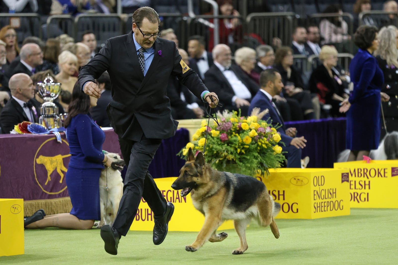 Mercedes, the German Shepherd dog, wins the Herding group during the 149th Westminster Kennel Club Dog show, Monday, Feb. 10, 2025, in New York. (AP Photo/Heather Khalifa)