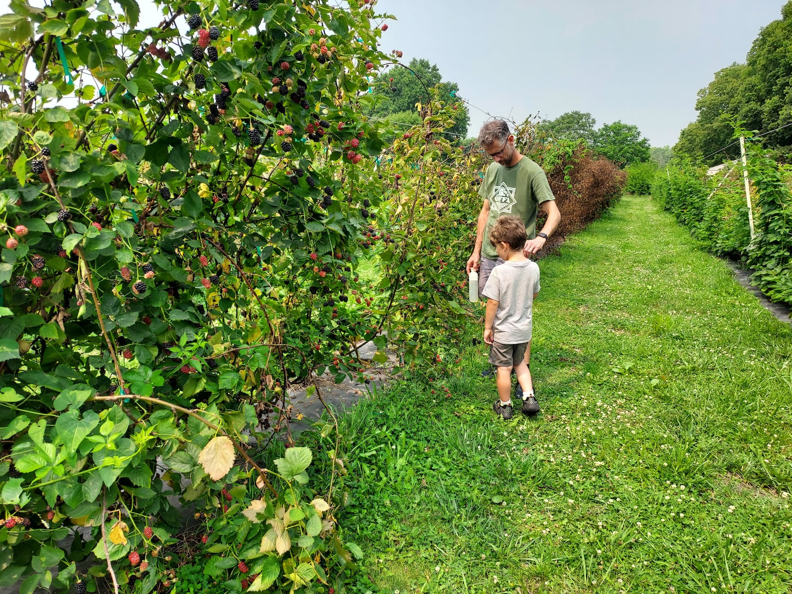 Guests at Indian Springs Berry Farm check out berries on a farm tour. GINNY MCCABE/CONTRIBUTED