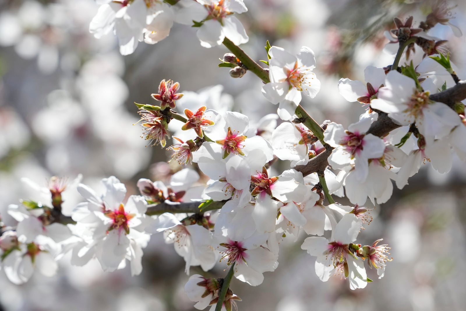 Almond blossoms cover a branch on an almond tree Friday, March 7, 2025, in Newman, Calif. (AP Photo/Godofredo A. Vásquez)