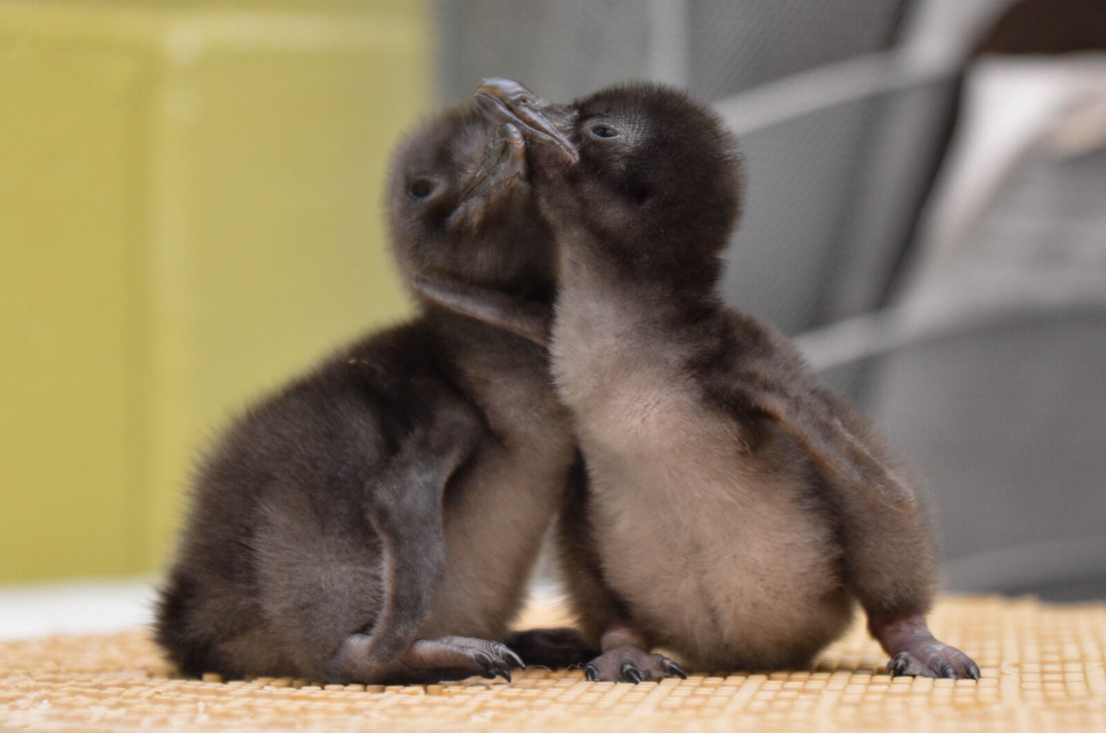 Penguin chicks will be among the zoo babies celebrated during the month of May at the Cincinnati Zoo. CINCINNATI ZOO