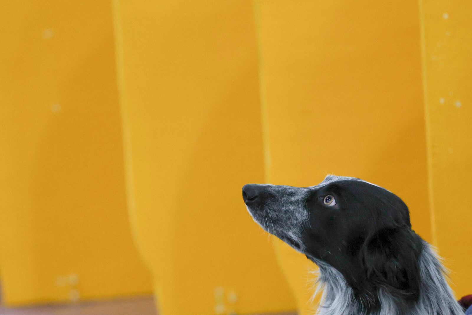 A dog waits near the demo ring benching area at the 149th Westminster Kennel Club Dog show, Saturday, Feb. 8, 2025, in New York. (AP Photo/Heather Khalifa)