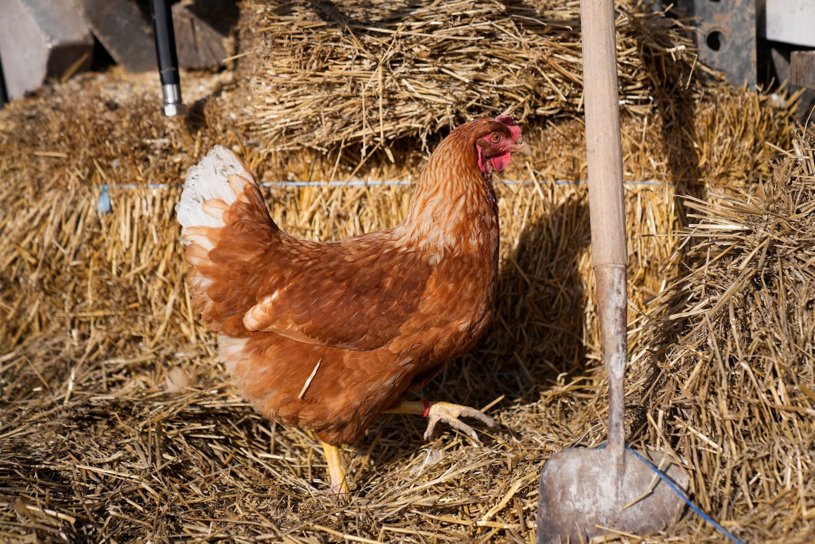 A Red Star hen, a hybrid breed that lays large brown eggs, walks around outside her coop at Historic Wagner Farm, Friday, Feb. 7, 2025, in Glenview, Ill. (AP Photo/Erin Hooley)