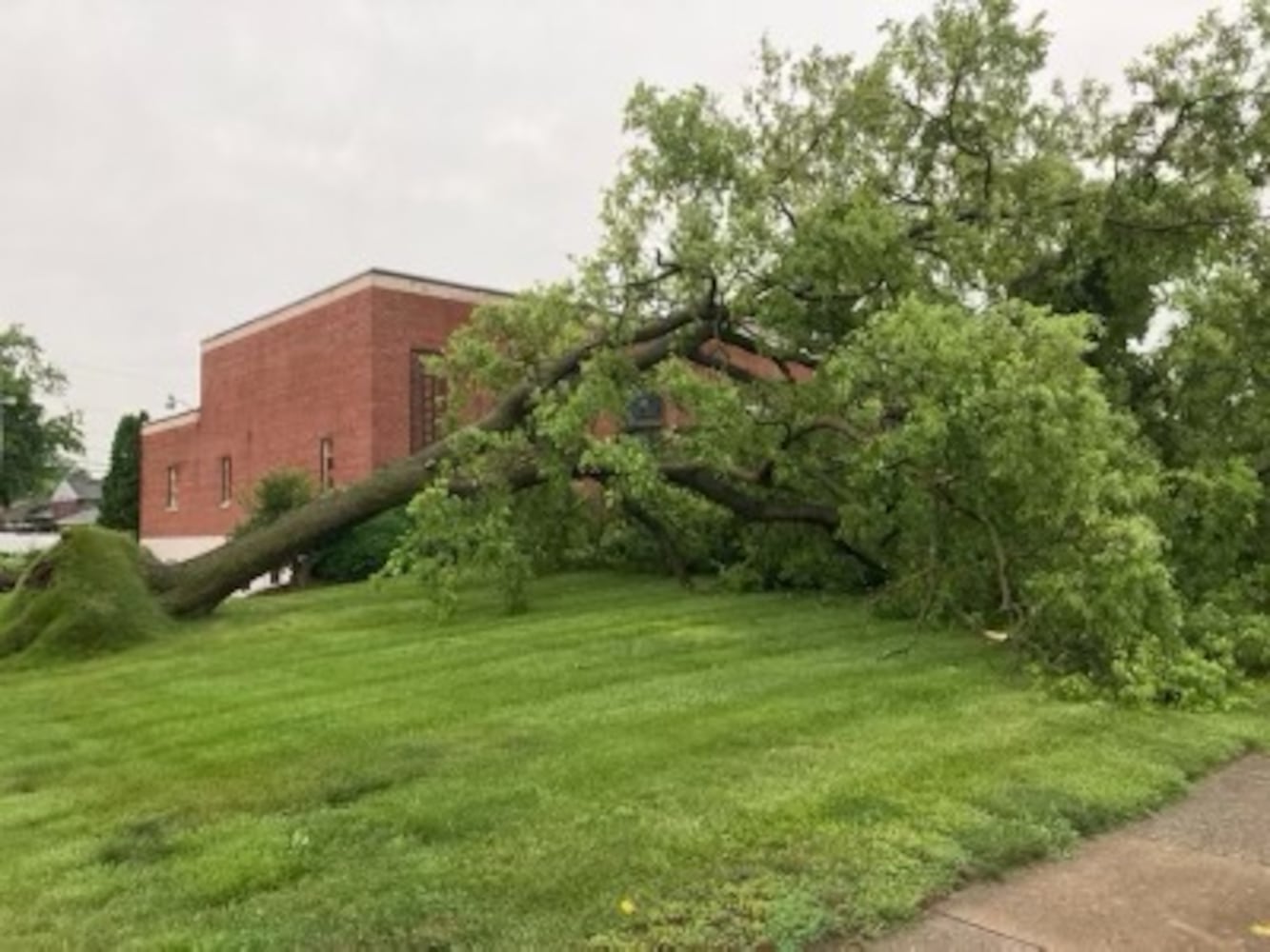 Temple Beth Sholom synagogue tree damage