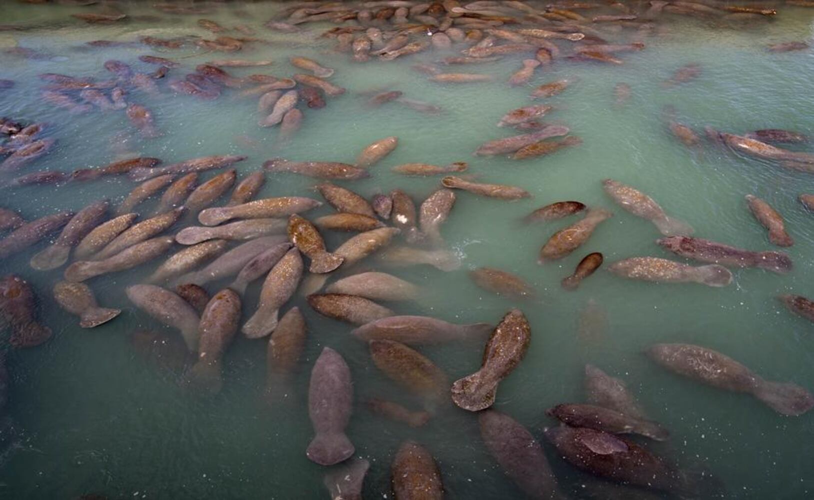 over 200 manatees keeping warm near florida power plant