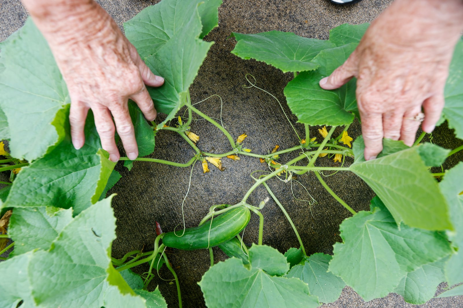 Edith Miller, from Liberty Township, has a cucumber plant growing up through a crack in back patio. NICK GRAHAM/STAFF