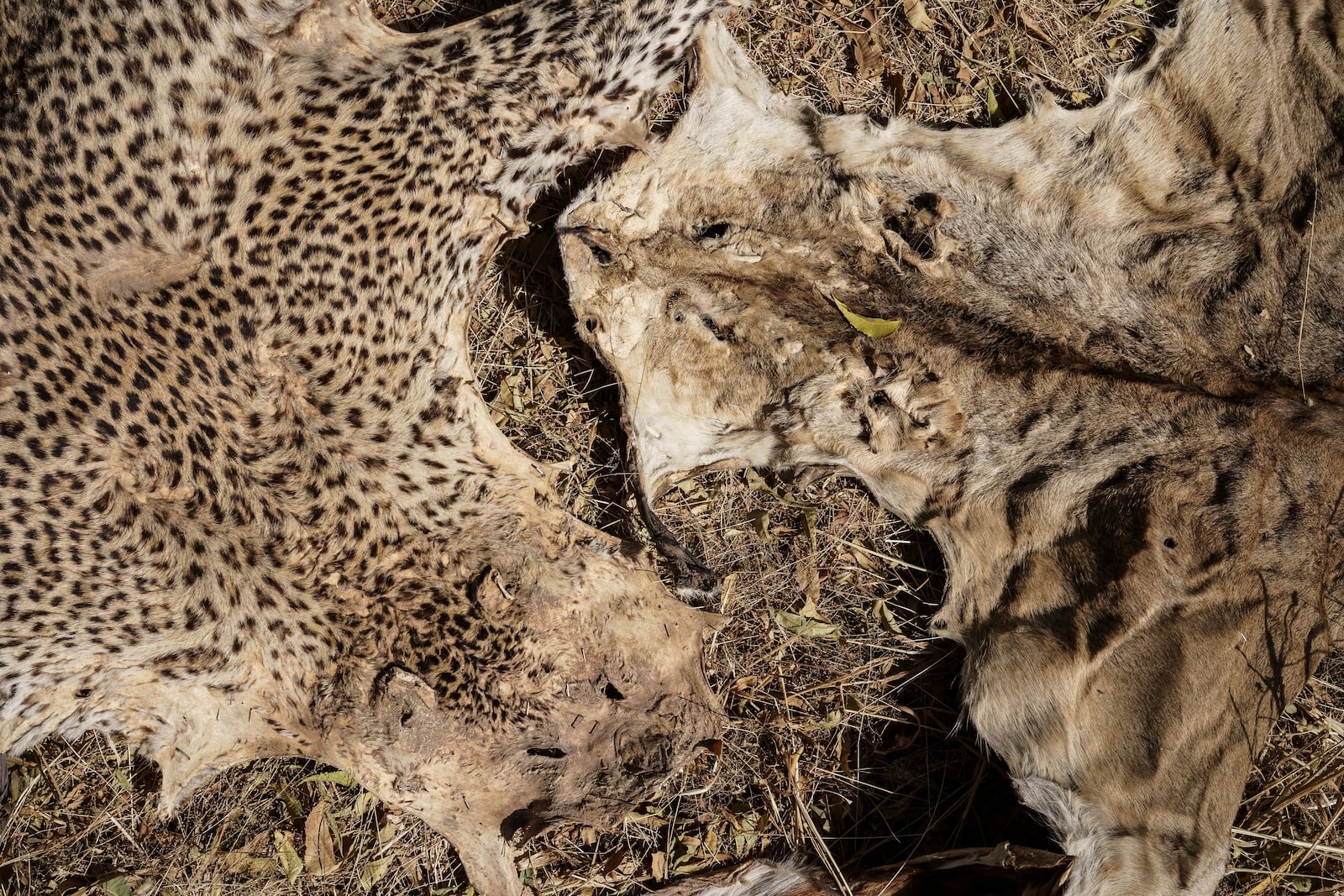 Confiscated leopard and lion skins are displayed at Senegal's Direction of National Parks headquarters in Tambacounda, Senegal on Monday, Jan. 13, 2025. (AP Photo/Annika Hammerschlag)