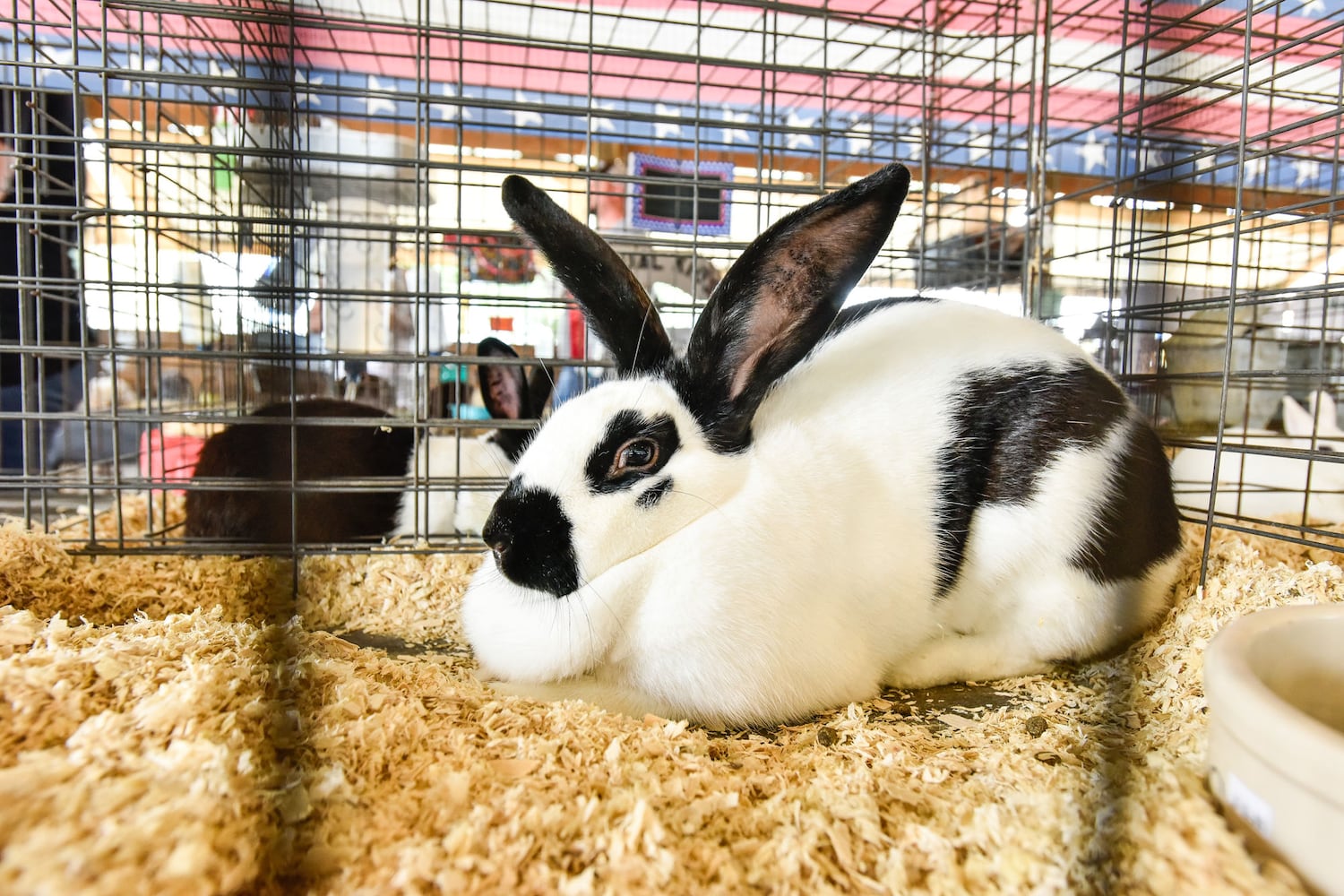 Butler County Fair 2018