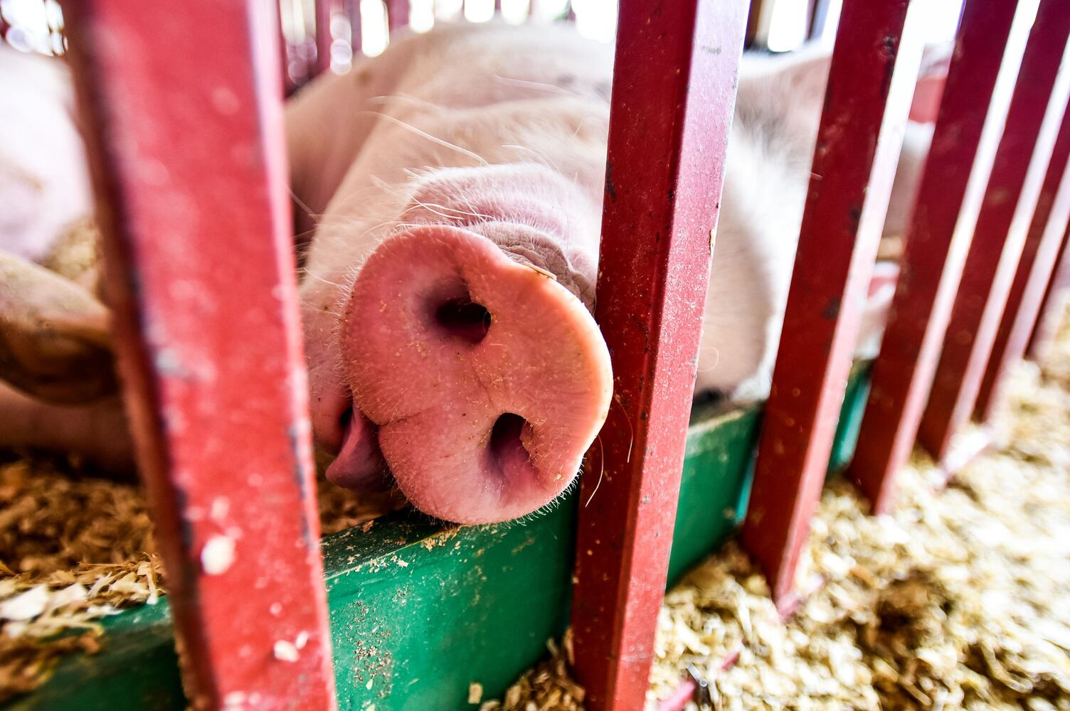 PHOTOS: Butler County Fair 2018