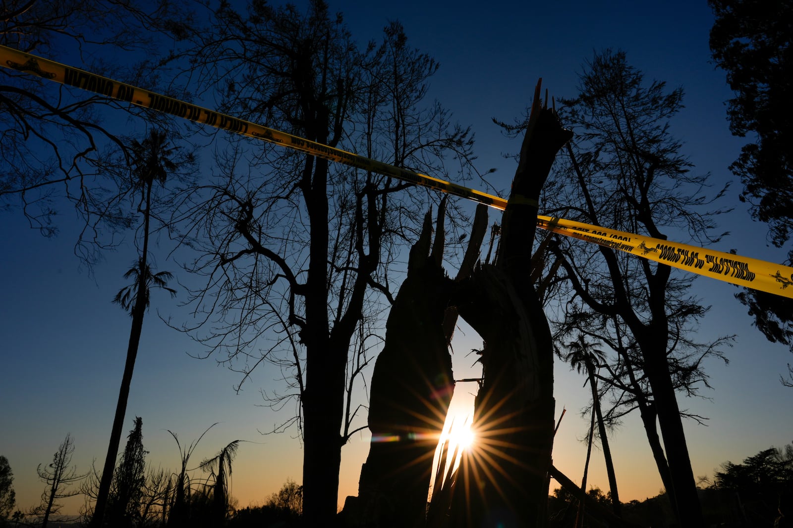 Caution tape cordons off townhomes and trees burned by the Eaton Fire on Monday, Jan. 13, 2025, in Altadena, Calif. (AP Photo/Carolyn Kaster)