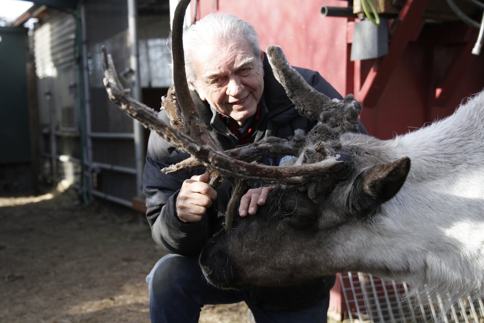 Albert Whitehead poses with Star, his pet reindeer, outside his pen in downtown Anchorage, Alaska, on March 11, 2025. (AP Photo/Mark Thiessen)