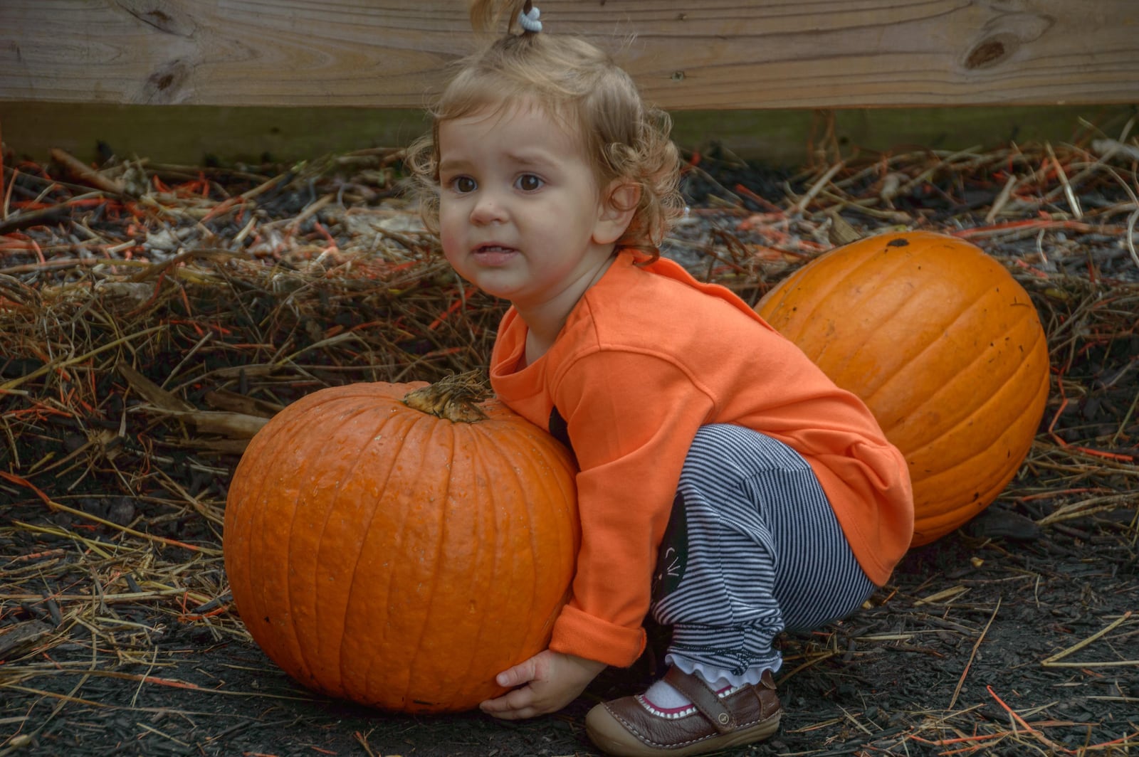 Young’s Jersey Dairy has reimagined their annual Fall Farm Pumpkin Festival to a continuous event instead of just one weekend. FILE