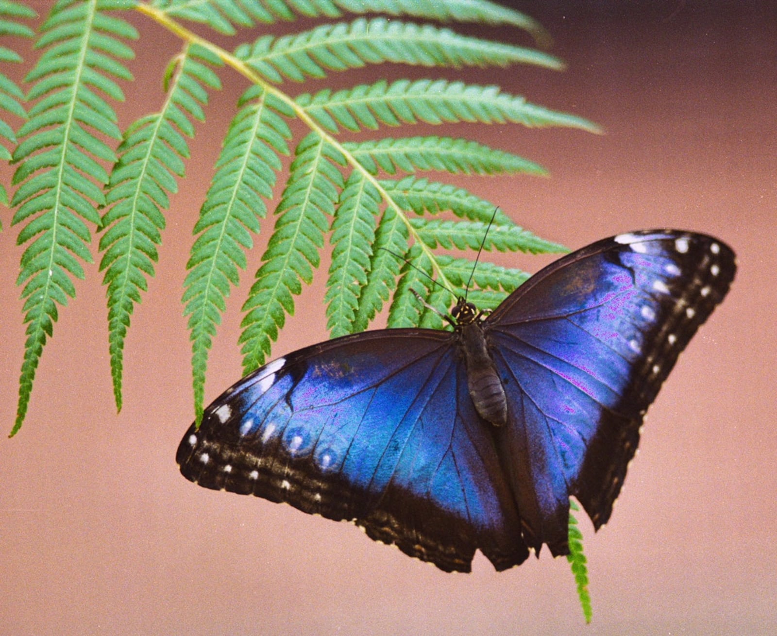 Example of a blue morpho butterfly featured in “The Butterflies of Madagascar” at Krohn Conservatory.