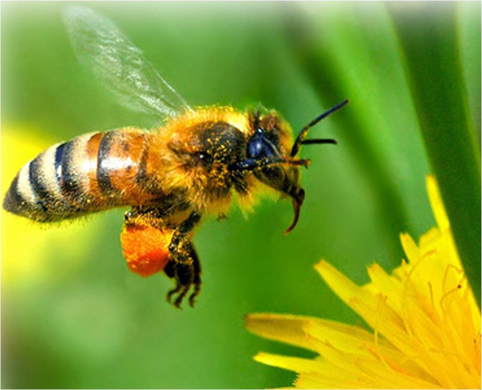 Honey bees are endangered, but Miami University professor Alexander Zomchek has hope for their future, thanks to advanced breeding techniques. PROVIDED