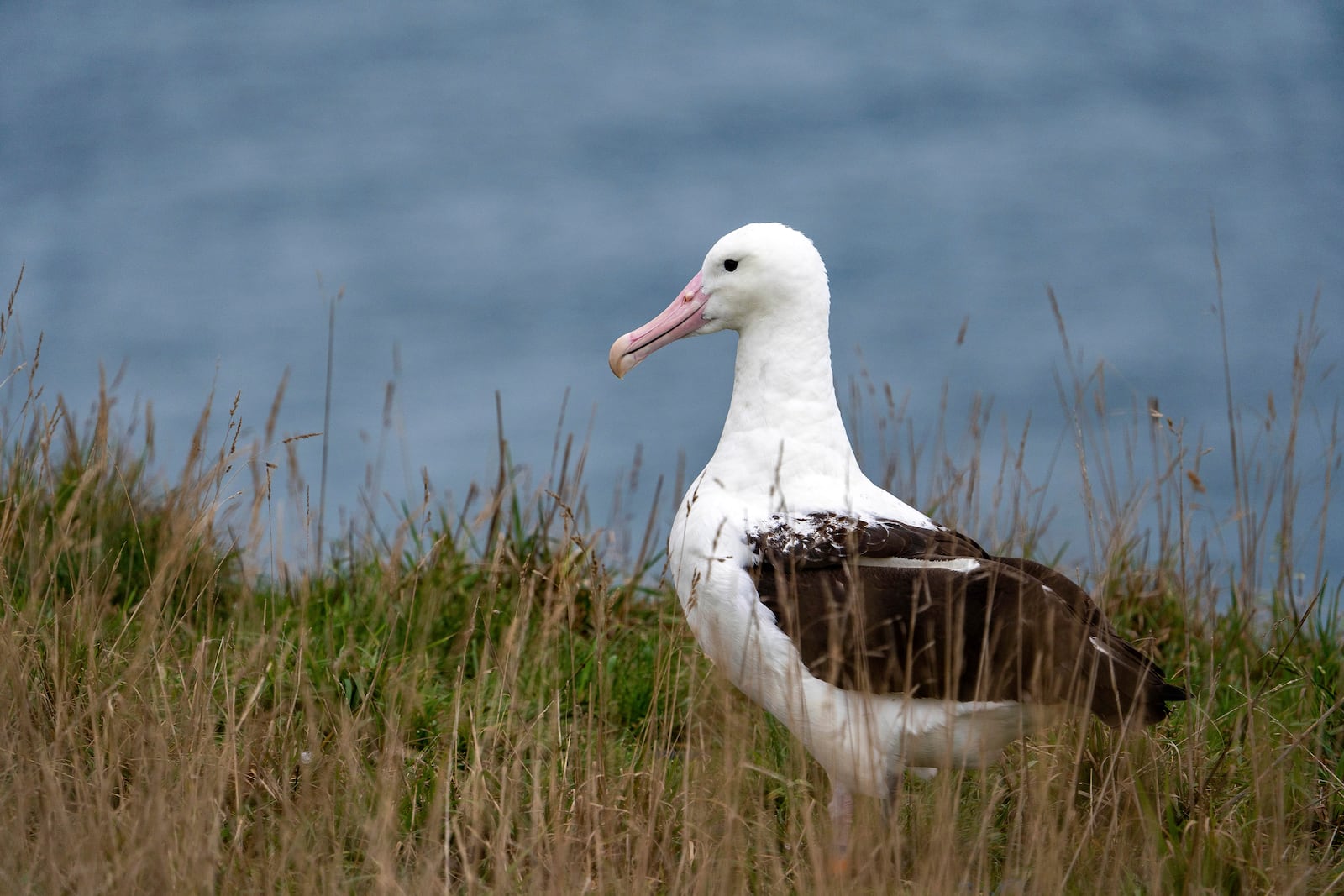 An albatross nests at Taiaroa Head, New Zealand on June 18, 2024. (Michael Hayward/New Zealand Department of Conservation via AP)