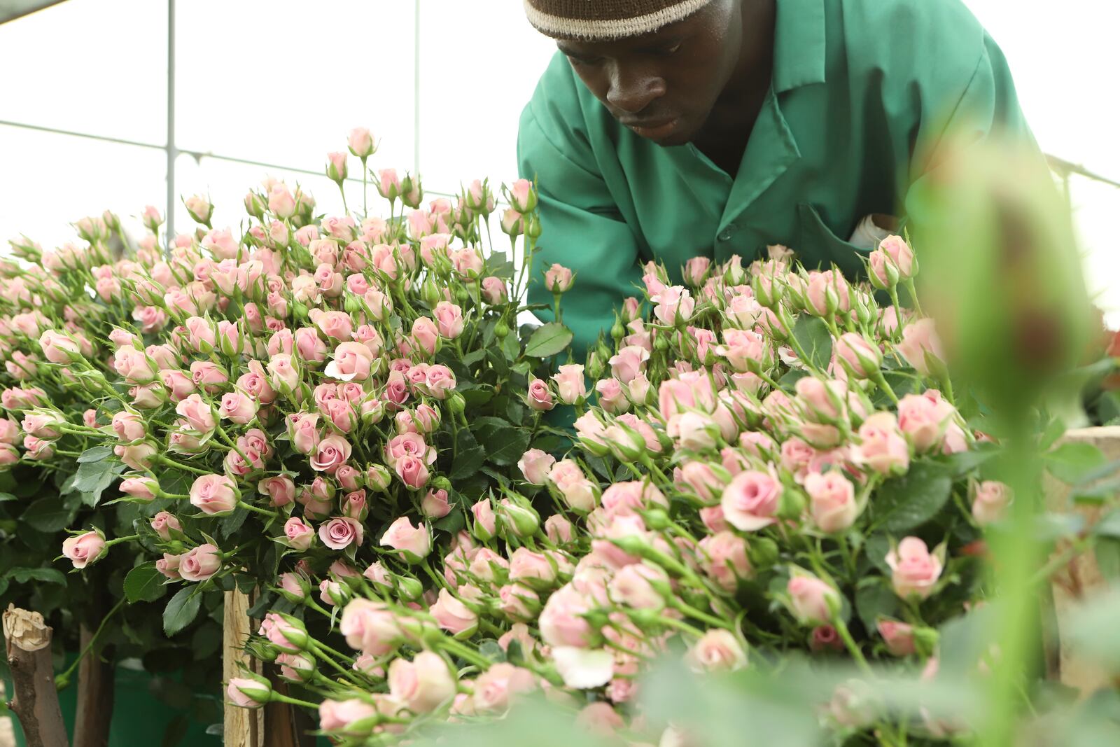 A worker moves a bunch of fresh roses at Isinya Roses Limited - Porini Flower farm in Kajiado County, Kenya Friday, Feb. 7, 2025. (AP Photo/Andrew Kasuku)