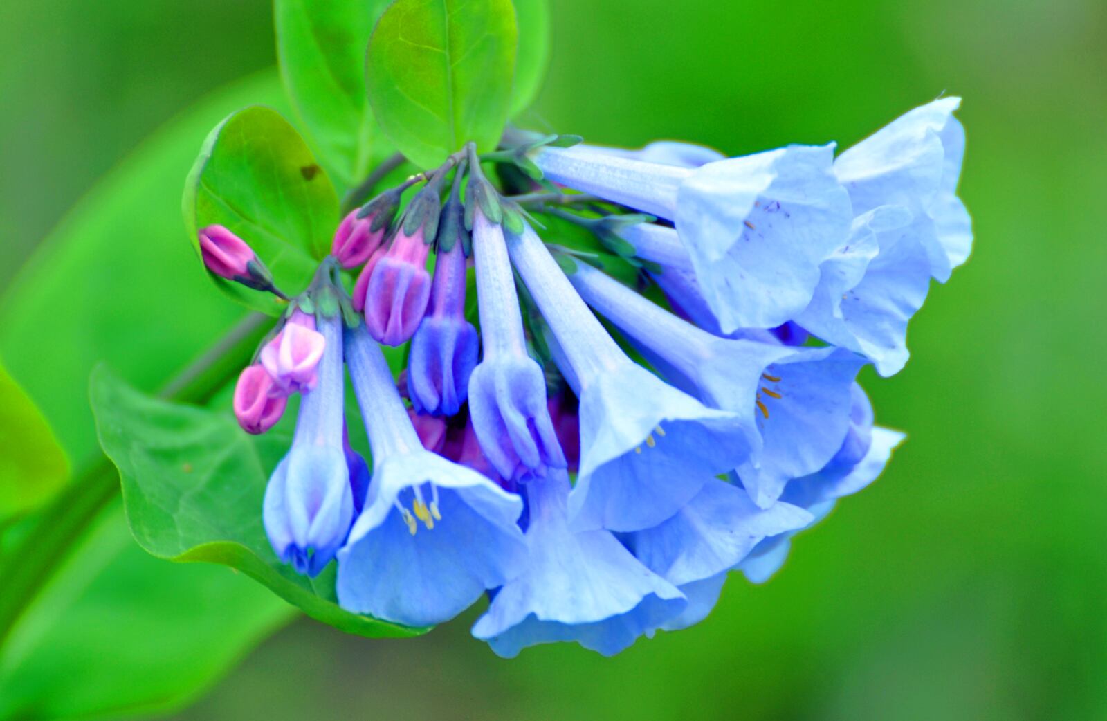 Aullwood Nature Center trails come alive with color this time of year and will be on full display during the Earth Day Exploration. CONTRIBUTED