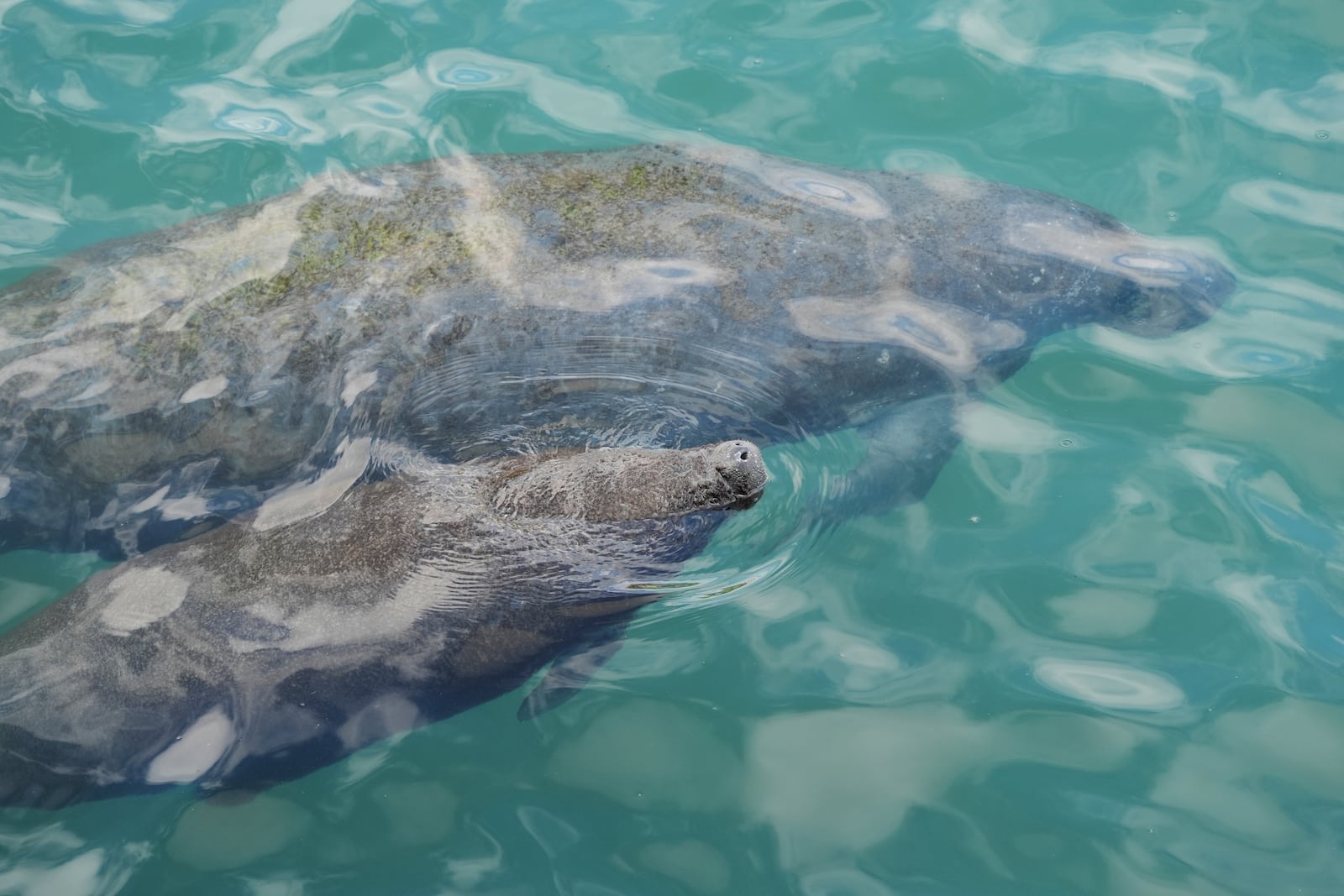 A baby manatee swimming beside its mother comes to the surface to breathe, at Manatee Lagoon, a free attraction operated by Florida Power & Light Company that lets the public view and learn about the sea cows who gather in winter in the warm-water outflows of the company's power plant, in Riviera Beach, Fla., Friday, Jan. 10, 2025. (AP Photo/Rebecca Blackwell)