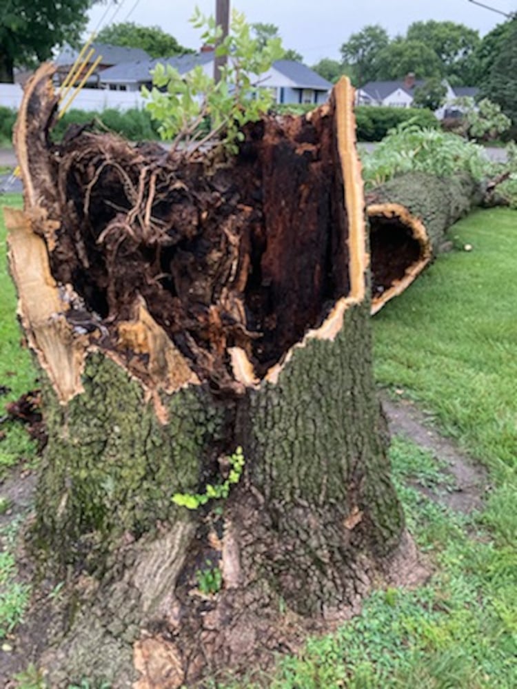 Temple Beth Sholom synagogue tree damage