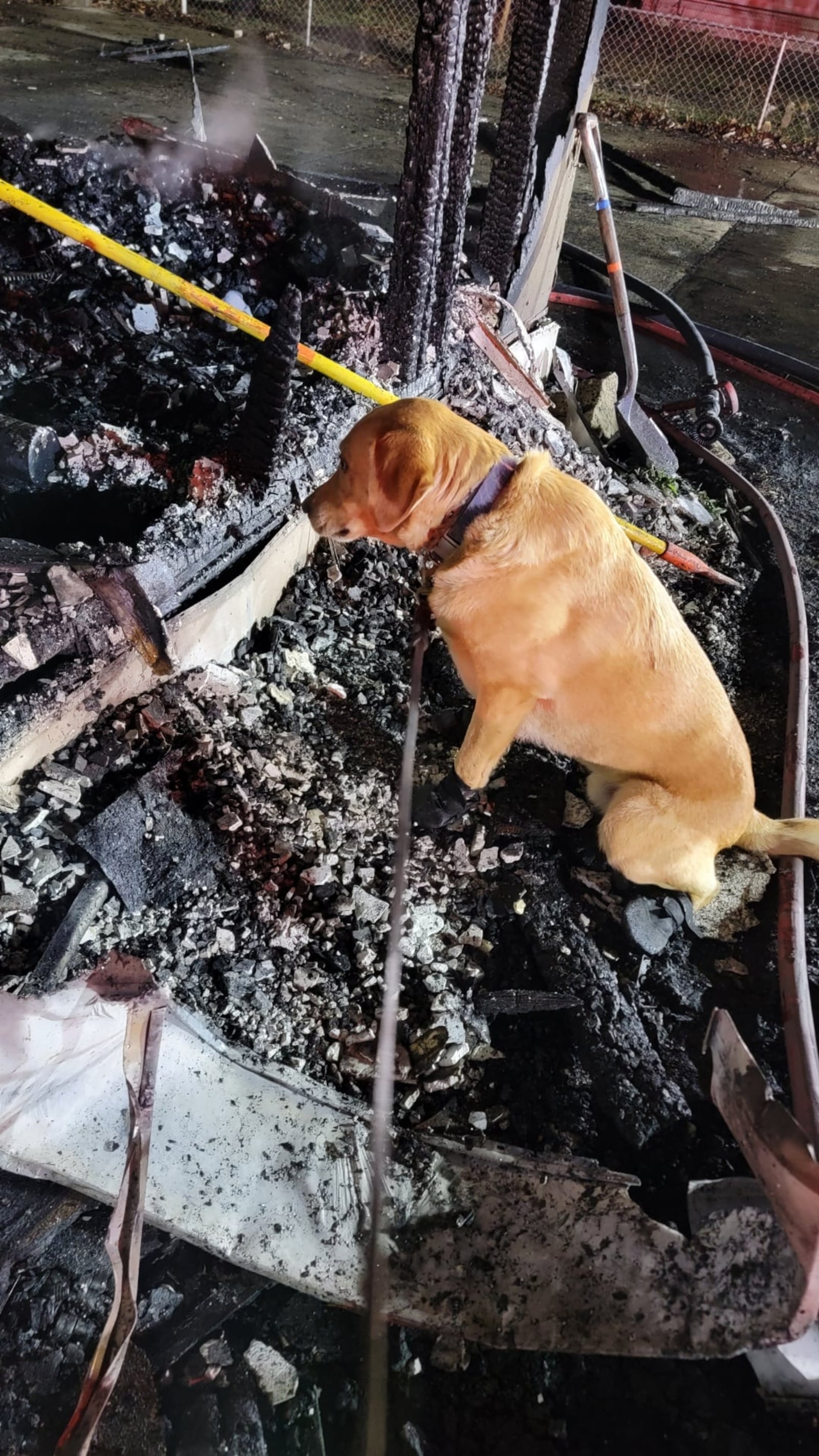 Scotty, Middletown Division of Fire canine, was on the job this morning at a duplex fire in the 4000 block of Jewell Avenue. Scotty can detect about 15 different accelerants. The cause of the fire remains under investigation. SUBMITTED PHOTO