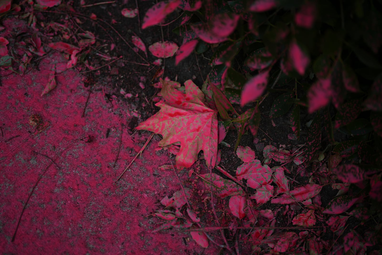 FILE - Fire retardant covers leaves as crews battle the Palisades Fire in Mandeville Canyon, Jan. 11, 2025, in Los Angeles. (AP Photo/Eric Thayer, File)