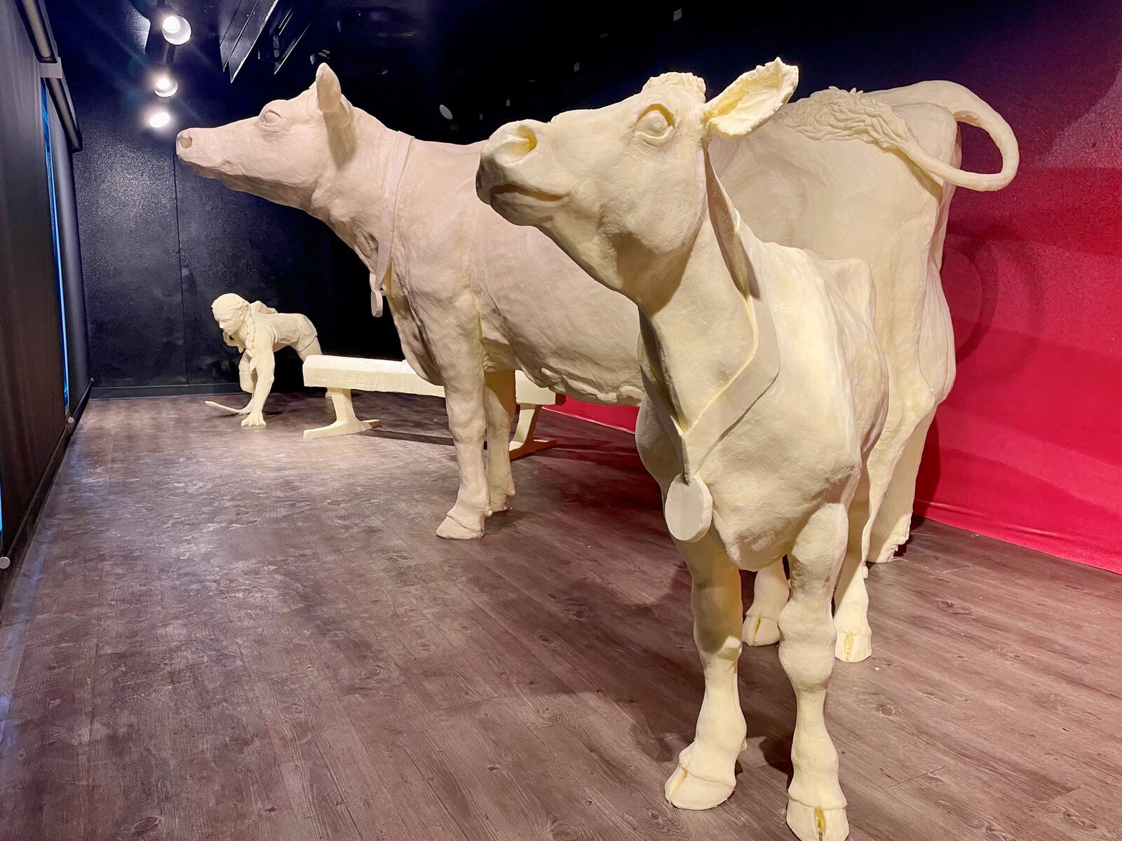 In this year’s butter cow display at the Ohio State Fair, the iconic butter cow and calf proudly wear their butter medallions as they stand next to four elite athletes (CONTRIBUTED PHOTO).