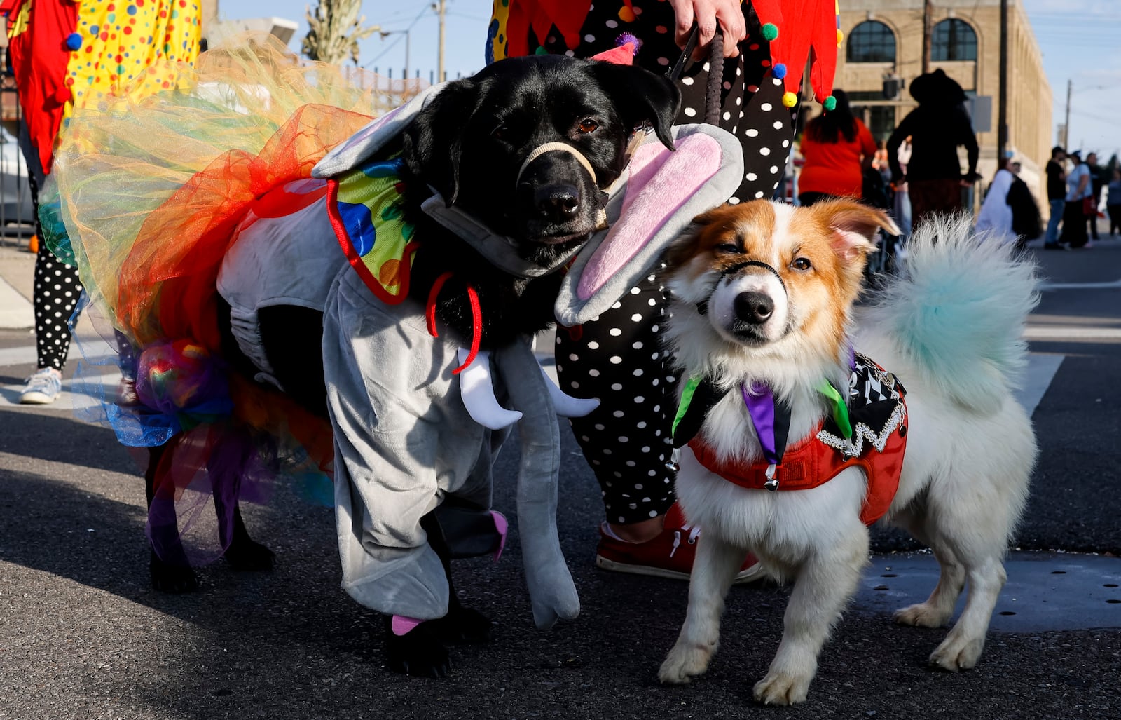 The seventh Hocus Pocus Family Fun Festival will be held Sunday in downtown Middletown. There will be numerous events, including a dog costume contest. NICK GRAHAM/STAFF