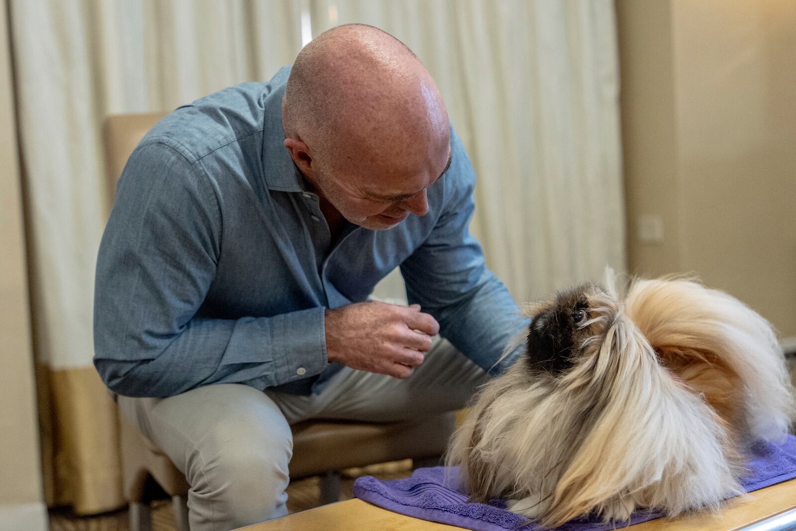 President of the Westminster Kennel Club Donald Sturz shows Fiona, his pet pekingese, during an interview with The Associated Press at The New Yorker hotel, Thursday, Jan. 30, 2025, in New York. (AP Photo/Julia Demaree Nikhinson)