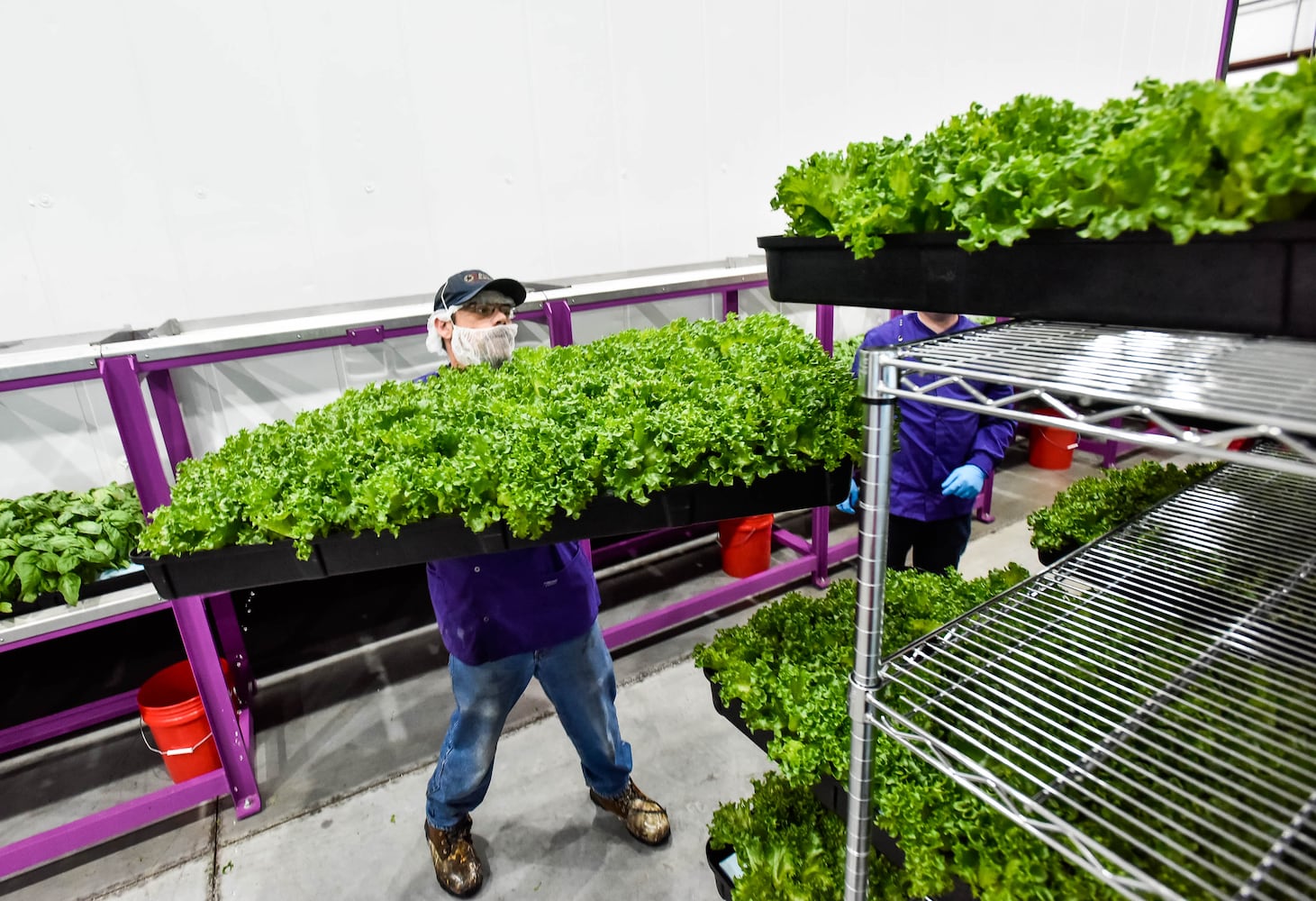 80 Acres Farm indoor grow facility in Hamilton