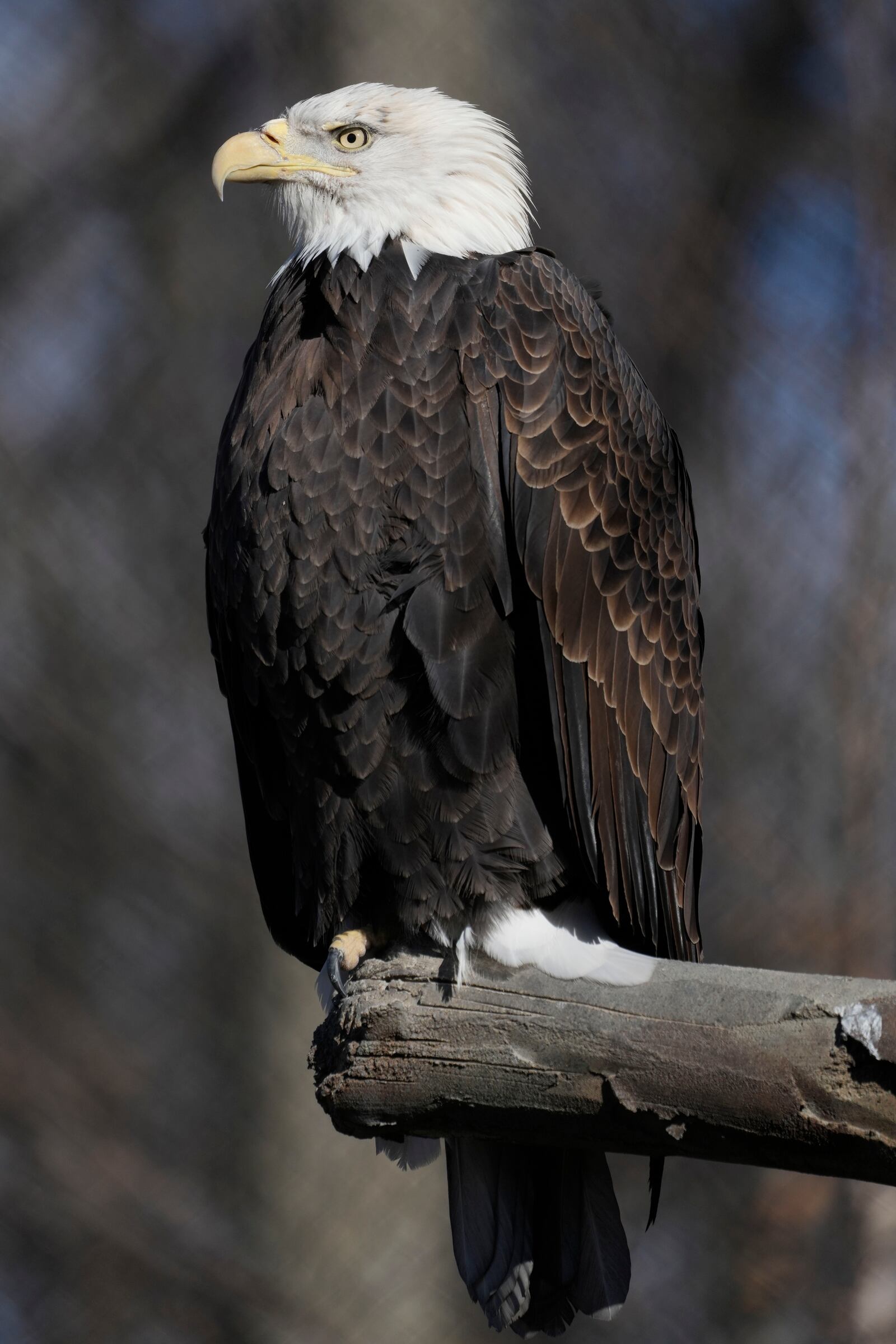 A bald eagle named Freedom perches on a branch at the Turtle Back Zoo in West Orange, N.J., Wednesday, Jan. 15, 2025. (AP Photo/Seth Wenig)