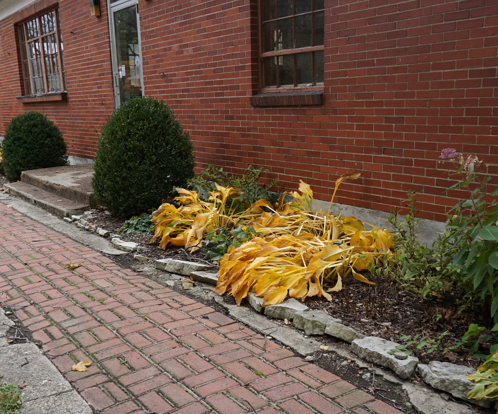 Many Hostas have a beautiful golden fall color; wait until they are no longer appealing in the landscape before cutting them back.