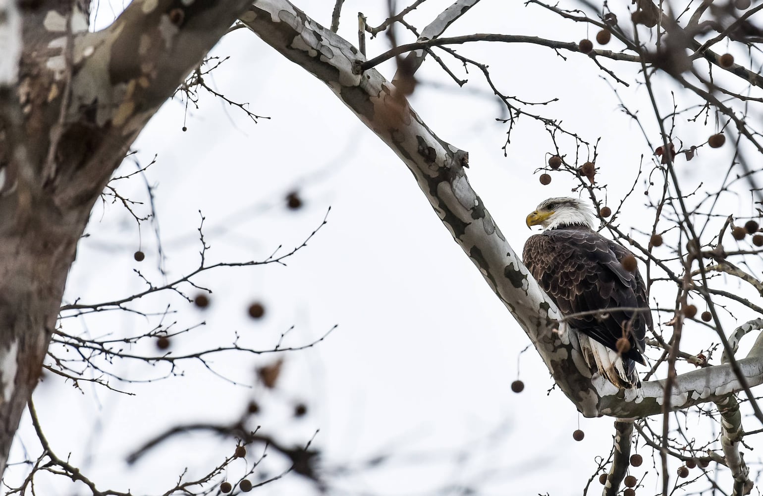 Bald Eagles in Butler County