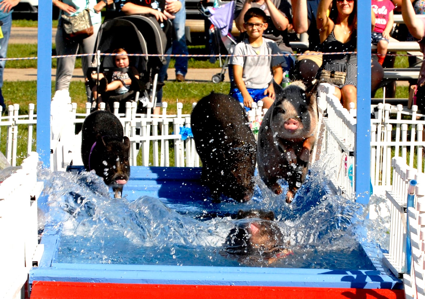 PHOTOS: Did we spot you at the Preble County Pork Festival?