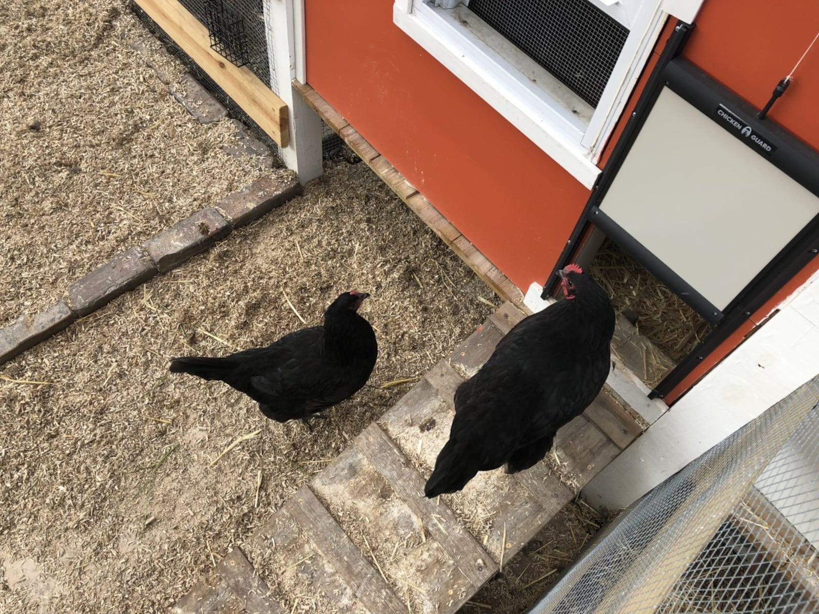 Two chickens enter a large backyard coop in a residential neighborhood in Ohio.