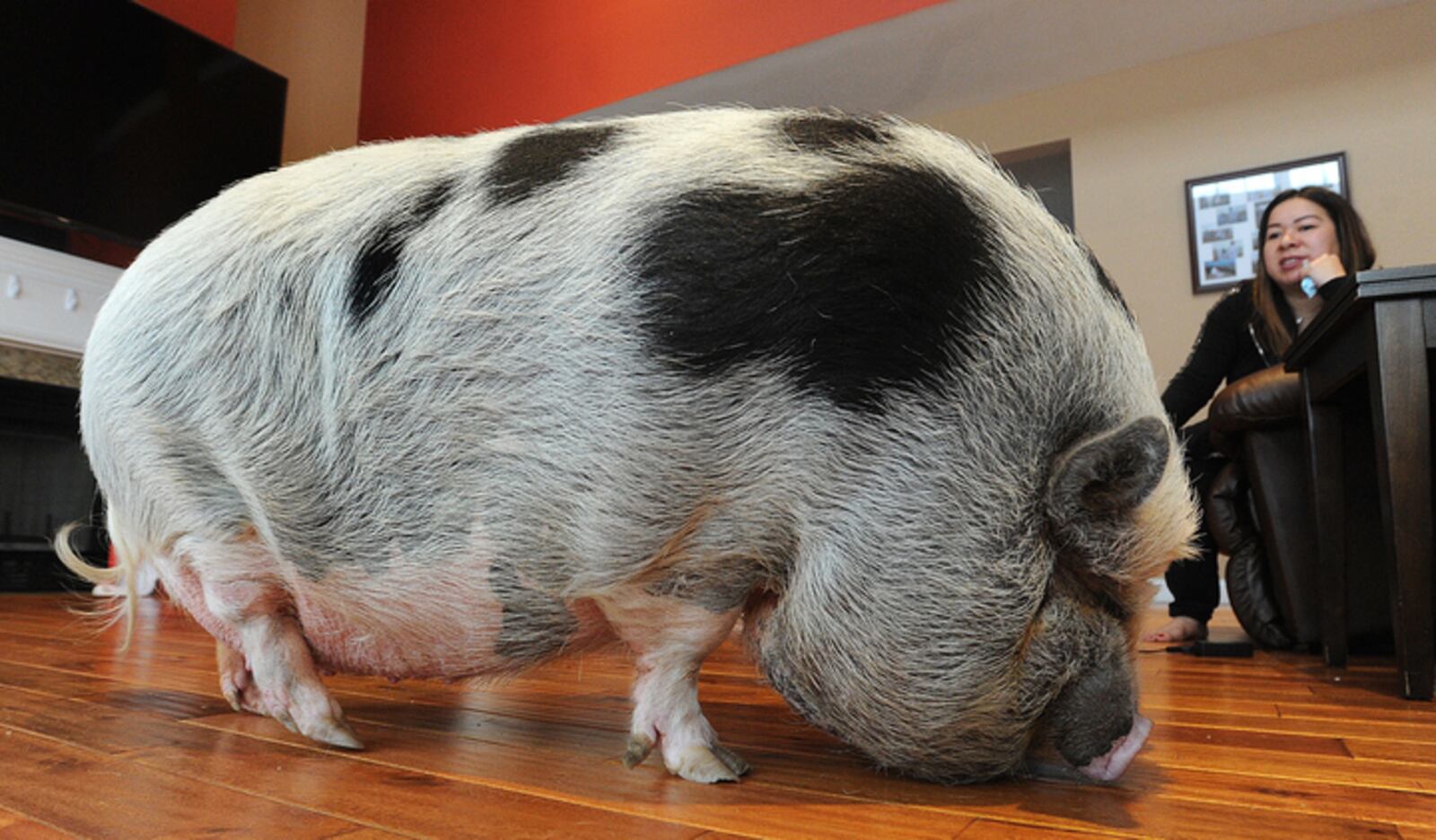 Meet Arnold Ziffel, a Vietnamese Pot-Bellied Pig. Arnold is the focus of dueling lawsuits between Arnold's owners Rick and Kathy Price and their homeowners association in Springboro. On Wednesday, April 21, 2021, a Warren County Common Pleas Court magistrate ruled in favor of the Prices and that the pig was a pet and can remain in the household. MARSHALL GORBY\STAFF

