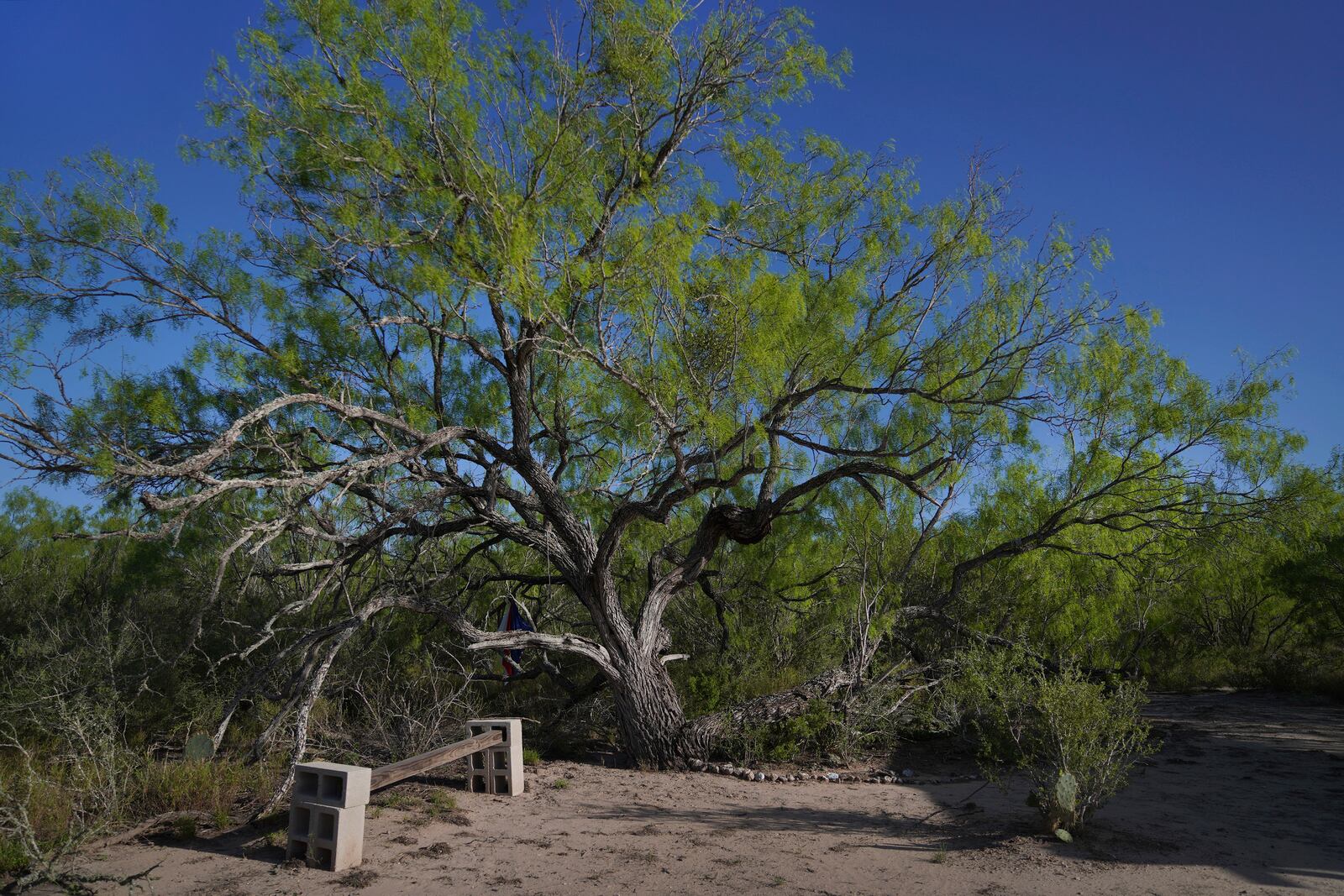 The offering garden at the Indigenous Peyote Conservation Initiative homesite, in Hebbronville, Texas, Tuesday, March 26, 2024. (AP Photo/Jessie Wardarski)