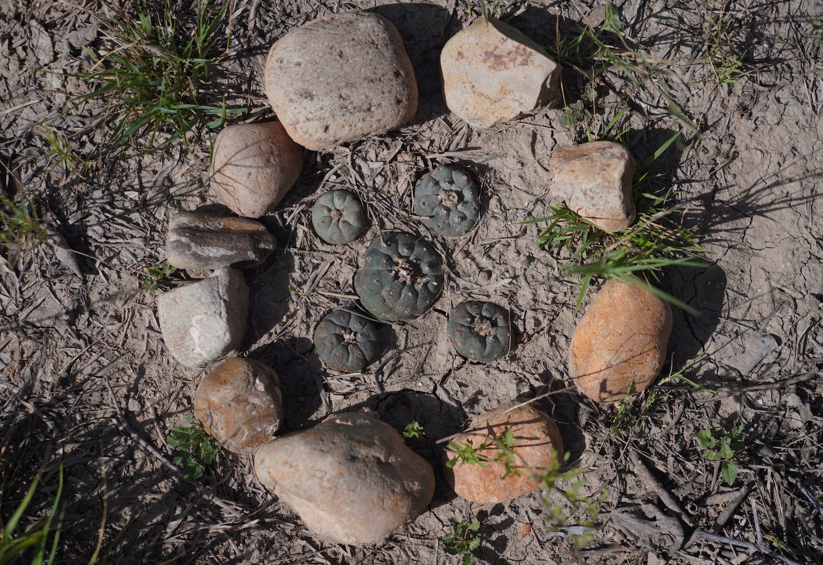 Peyote, a cactus containing the hallucinogen, mescaline, grows at the former home of Amada Cardenas, who was one of the first federally licensed peyote dealers, alongside her husband, to harvest and sell the sacramental plant to followers of the Native American Church, in Mirando City, Texas, Monday, March 25, 2024. (AP Photo/Jessie Wardarski)