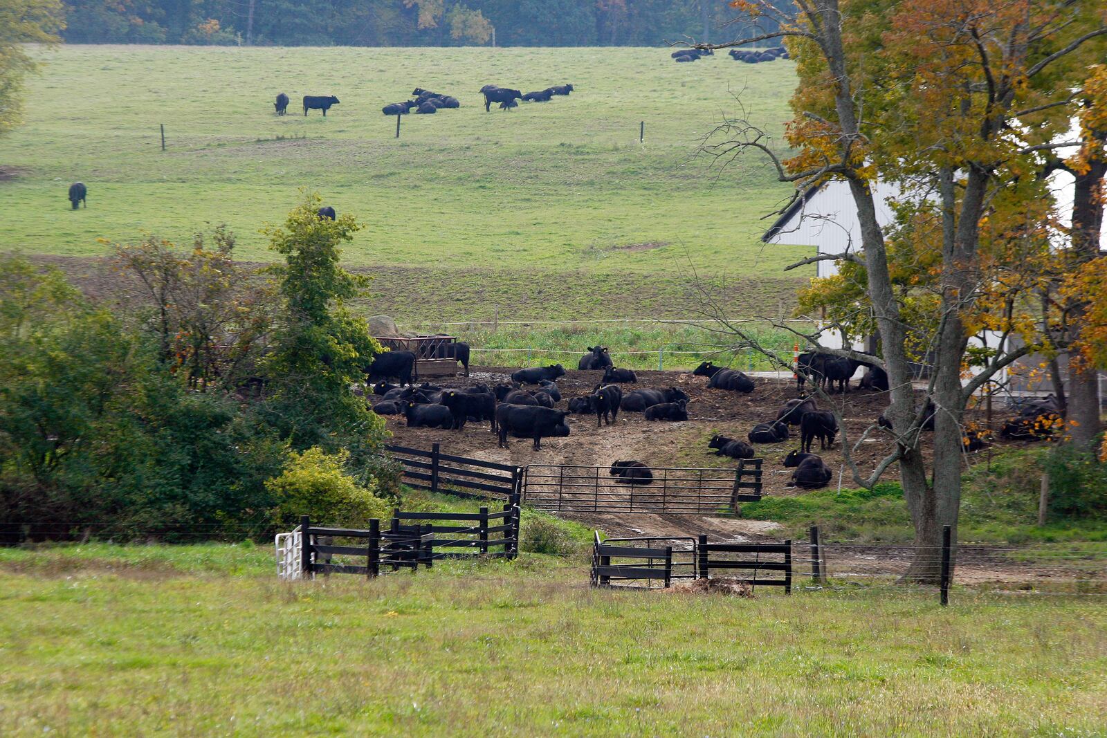 Butler County Farm Day will take place from 10 a.m. to 2 p.m. May 6 at Pedro’s Angus Farm, 2151 Harris Road, in Milford Twp. Bill Roe and his wife, Bev, are the owners of the Butler County farm. STAFF FILE PHOTO