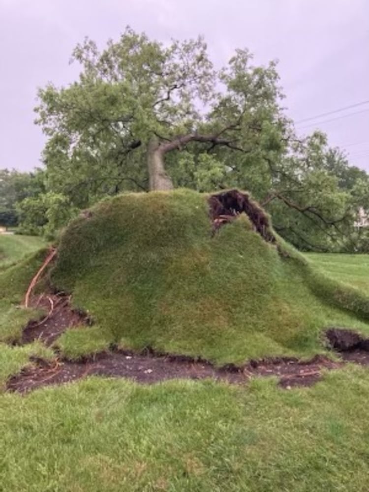 Temple Beth Sholom synagogue tree damage