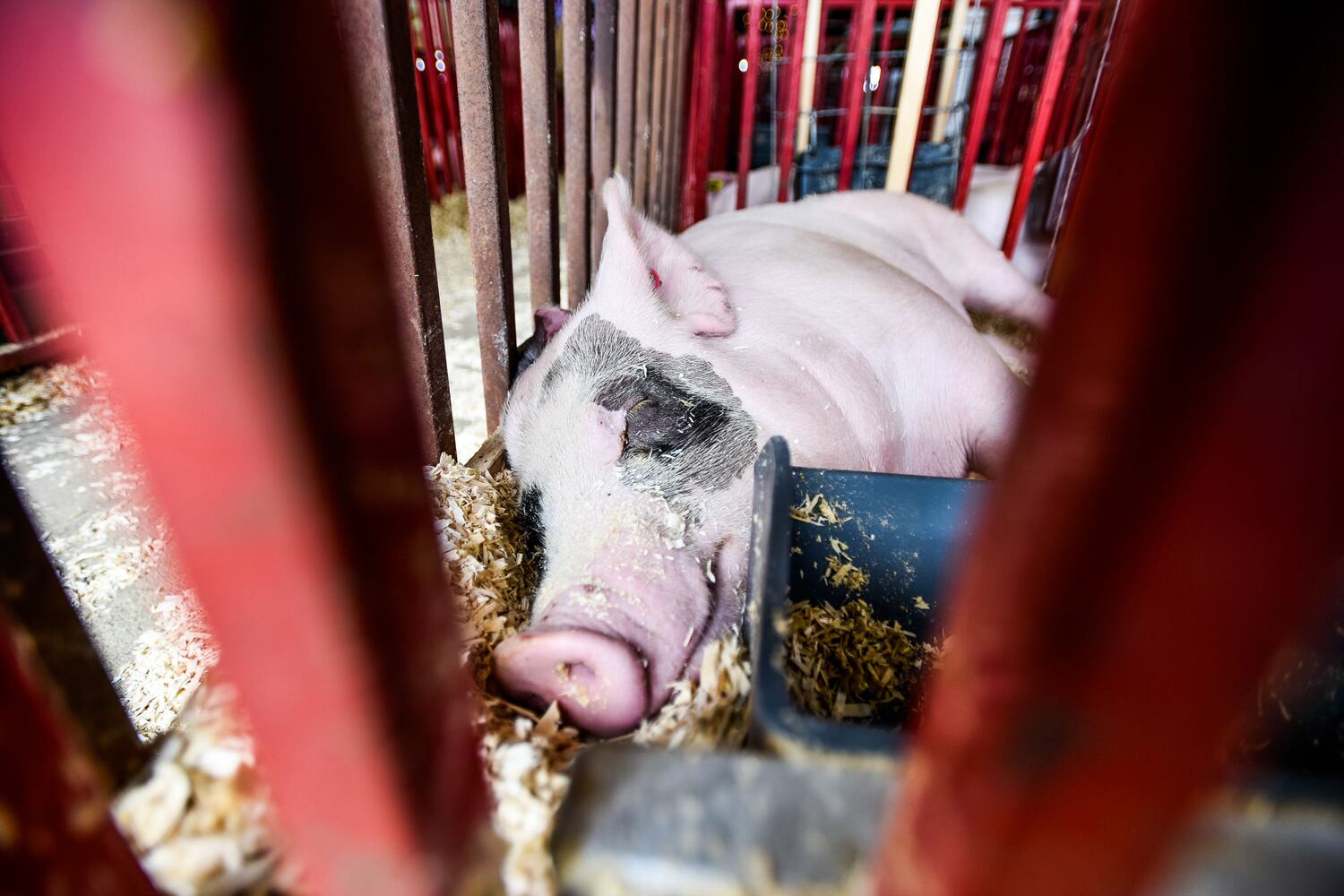 PHOTOS: Butler County Fair 2018