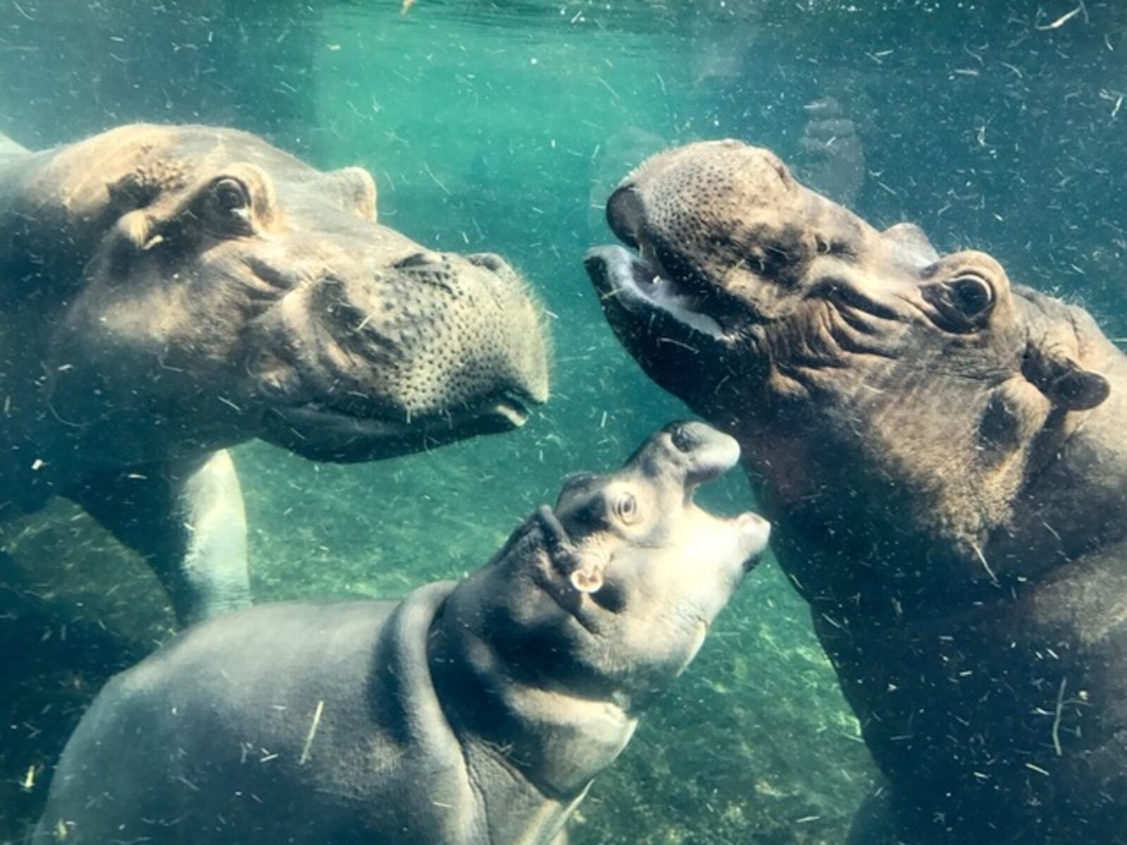 Fiona, the Cincinnati Zoo's beloved baby hippo, is in the water between her parents, Henry and Bibi in this file photo.