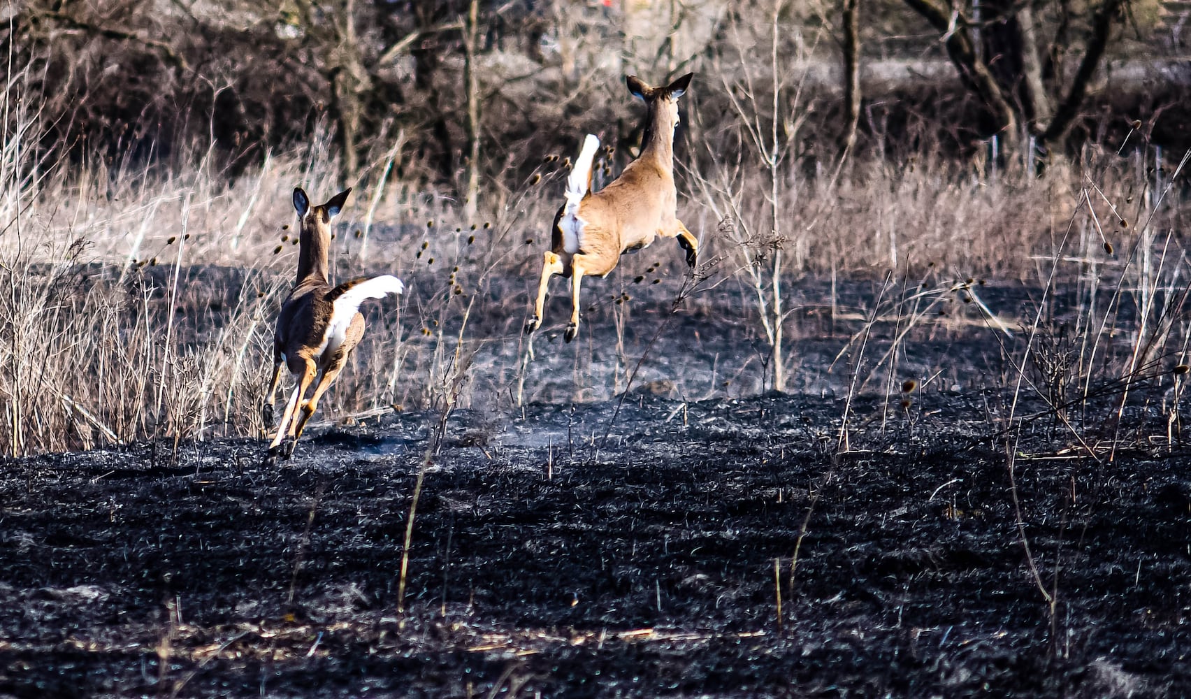 Controlled burns at Riverside Natural Area in Hamilton