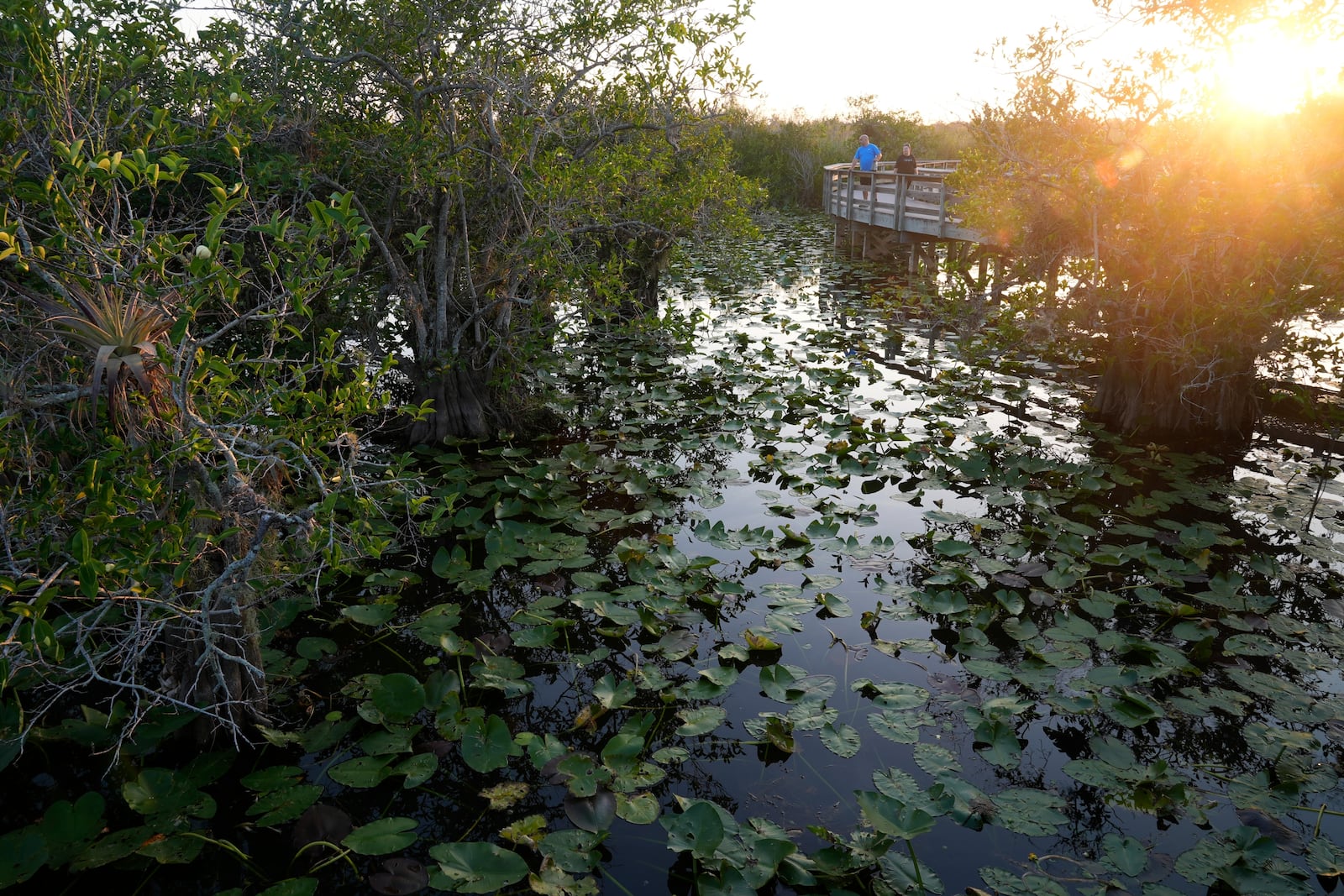 Tourists look for wildlife from a raised walkway in Everglades National Park, Fla., Friday, May 17, 2024. (AP Photo/Rebecca Blackwell)