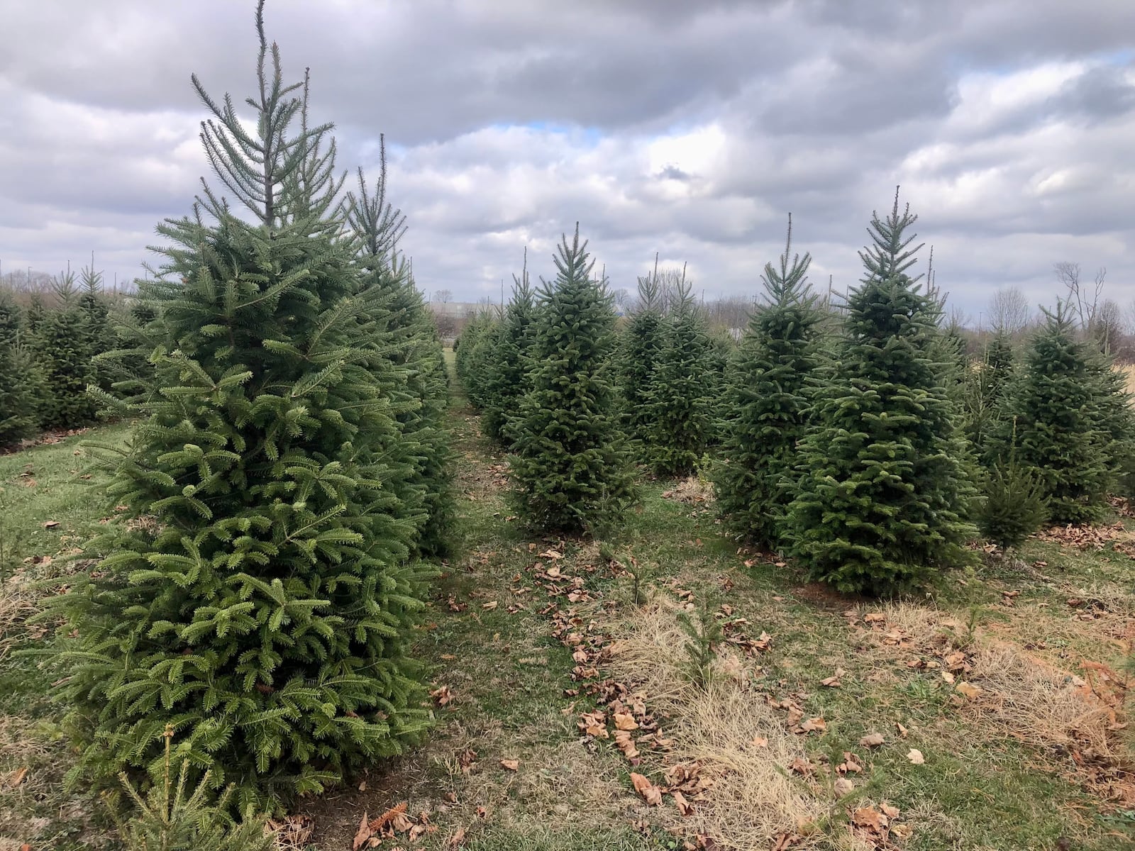 A. Brown & Sons Nursery offers a variety of cut-your-own and pre-cut trees. CONTRIBUTED