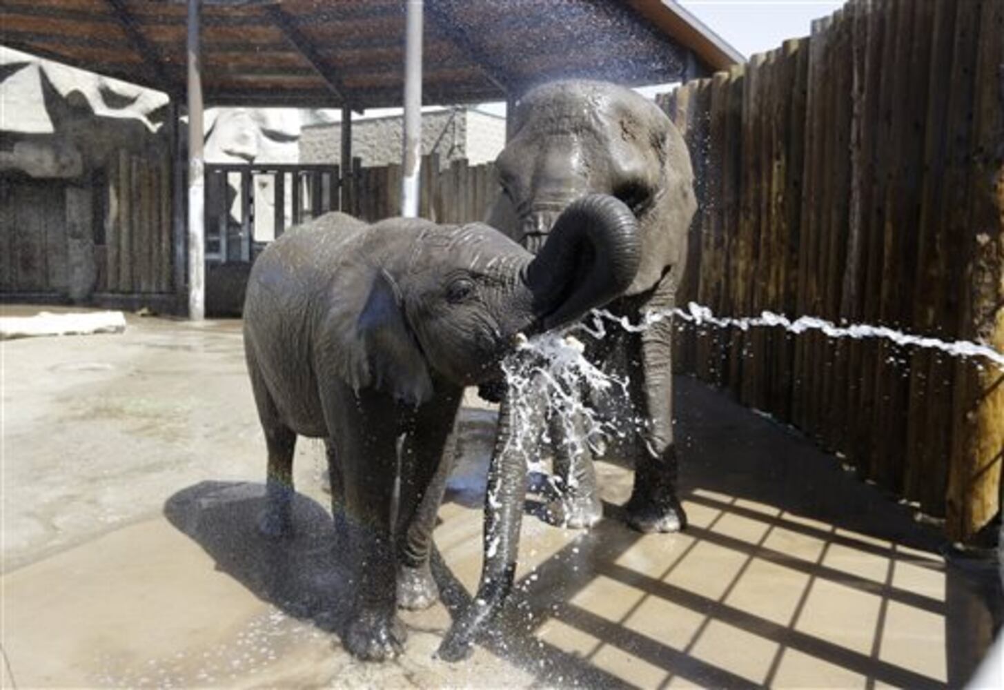 Beating the heat at the zoo