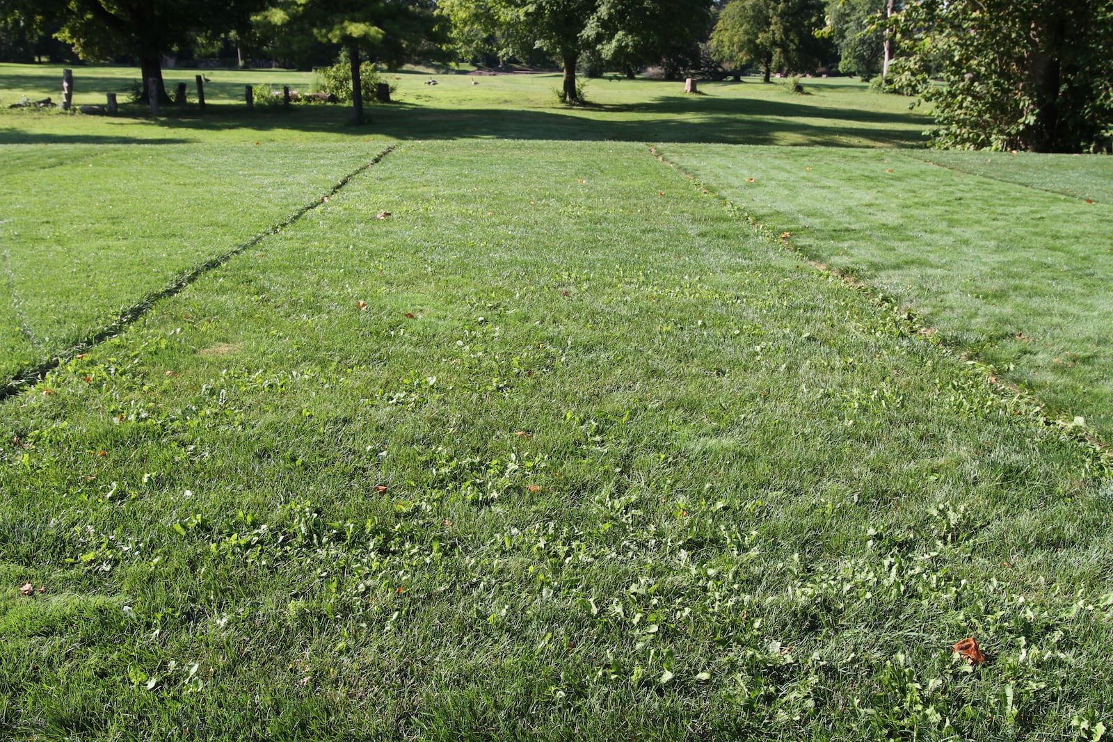 Proper mowing and fertilization reduce the need for herbicides.  The front of the research plot in this photo has numerous broadleaf weeds while the back has very few.  The front was not fertilized and mowed short and the back was fertilized properly and mowed at the proper height.