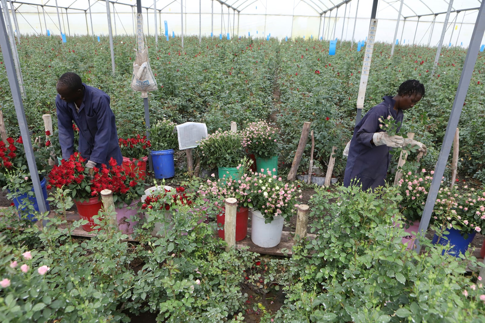 Workers pick roses at Isinya Roses Limited - Porini Flower farm in Kajiado County, Kenya Friday, Feb. 7, 2025. (AP Photo/Andrew Kasuku)