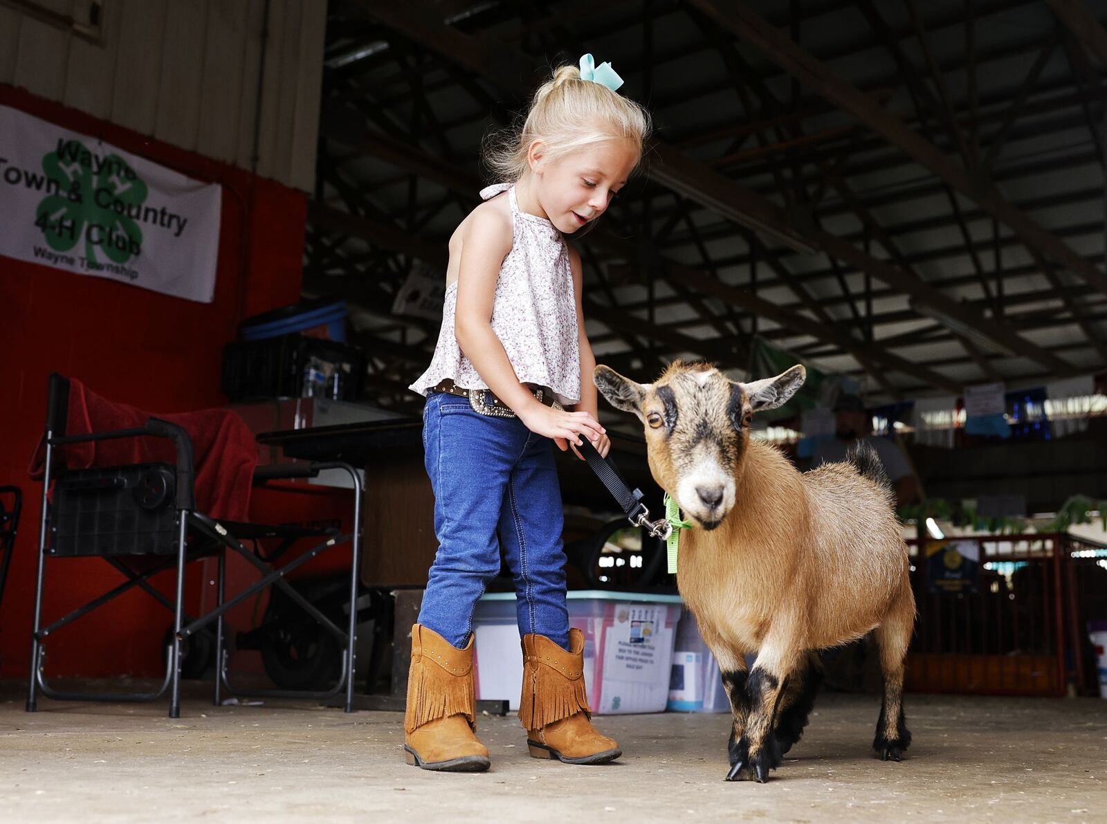 Nova a, 4, gets pygmy goat, Millie, ready for peewee showmanship at the Butler County Fair Monday, July 25, 2022 in Hamilton. NICK GRAHAM/STAFF