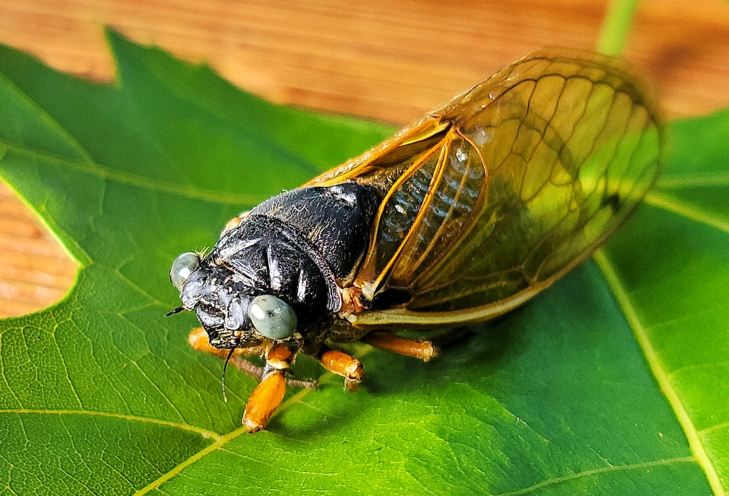 061621 blue eyed cicada